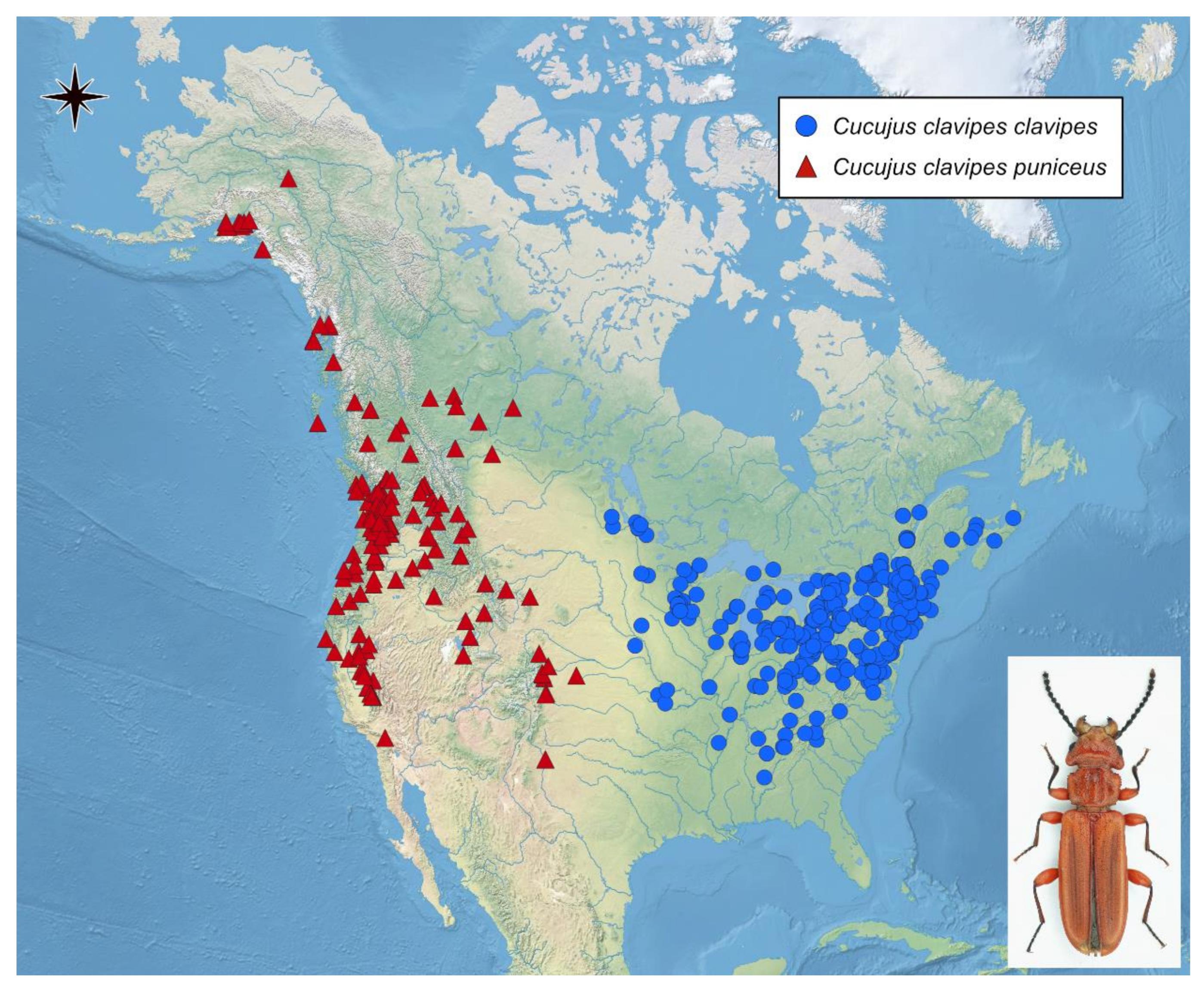 Insects Free Full-Text From Phenology and Habitat Preferences to Climate Change Importance of Citizen Science in Studying Insect Ecology in the Continental Scale with American Red Flat Bark Beetle, Cucujus pic