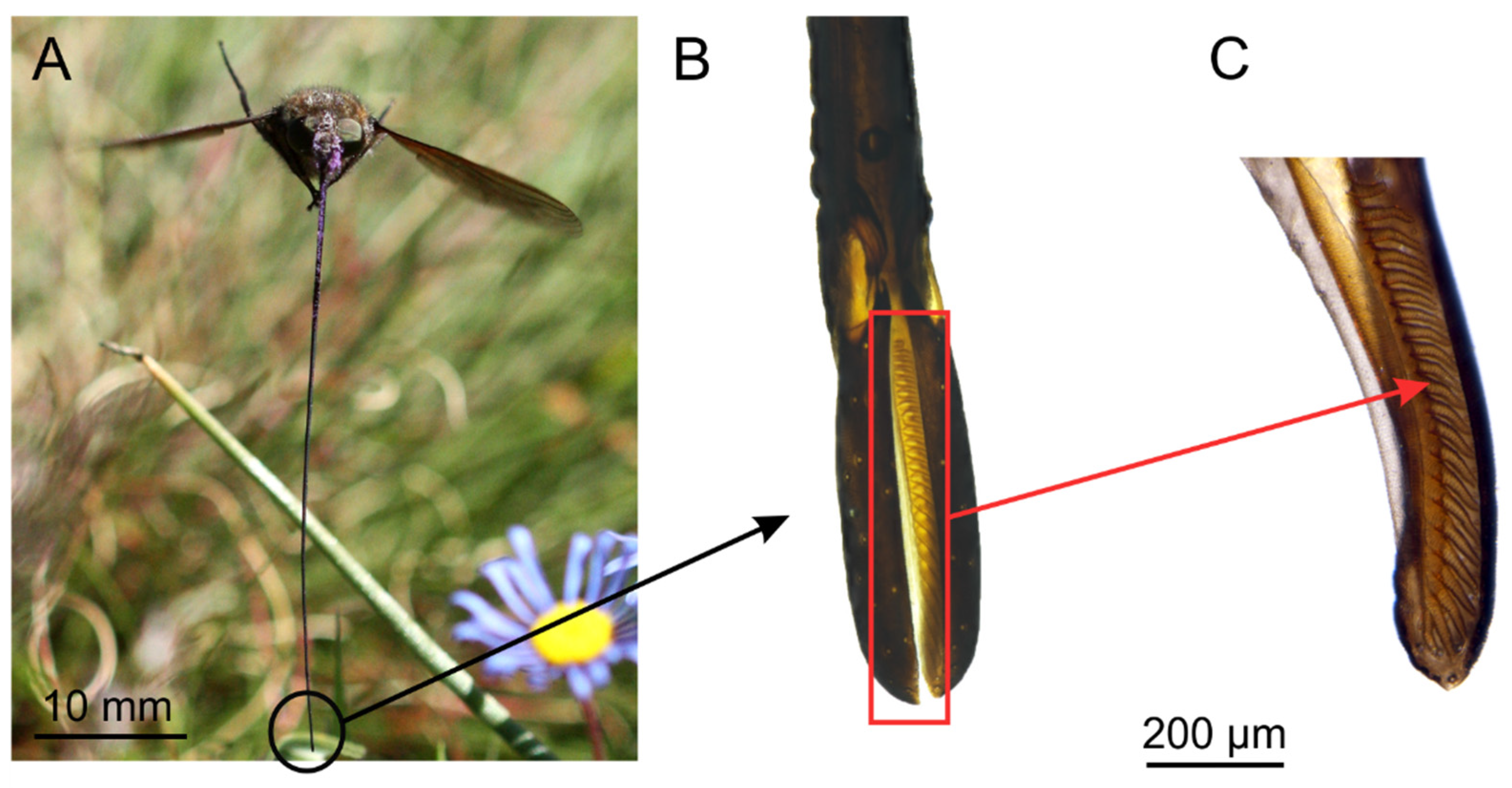 Insects 12 00371 g002 Insects 12 00371 g002