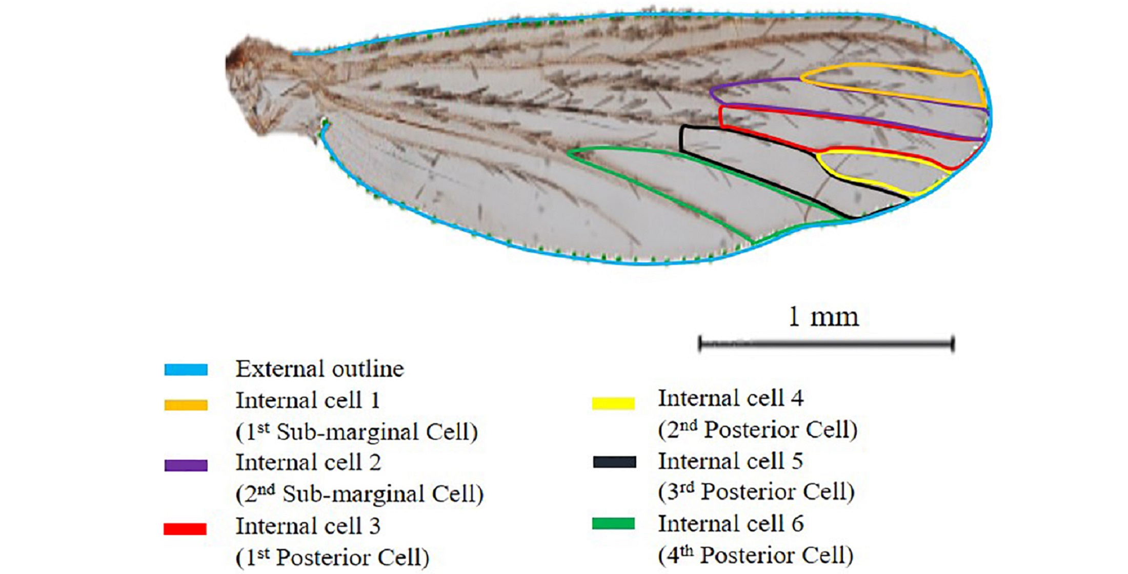 Insects Free FullText The Unequal Taxonomic Signal of Mosquito Wing Cells