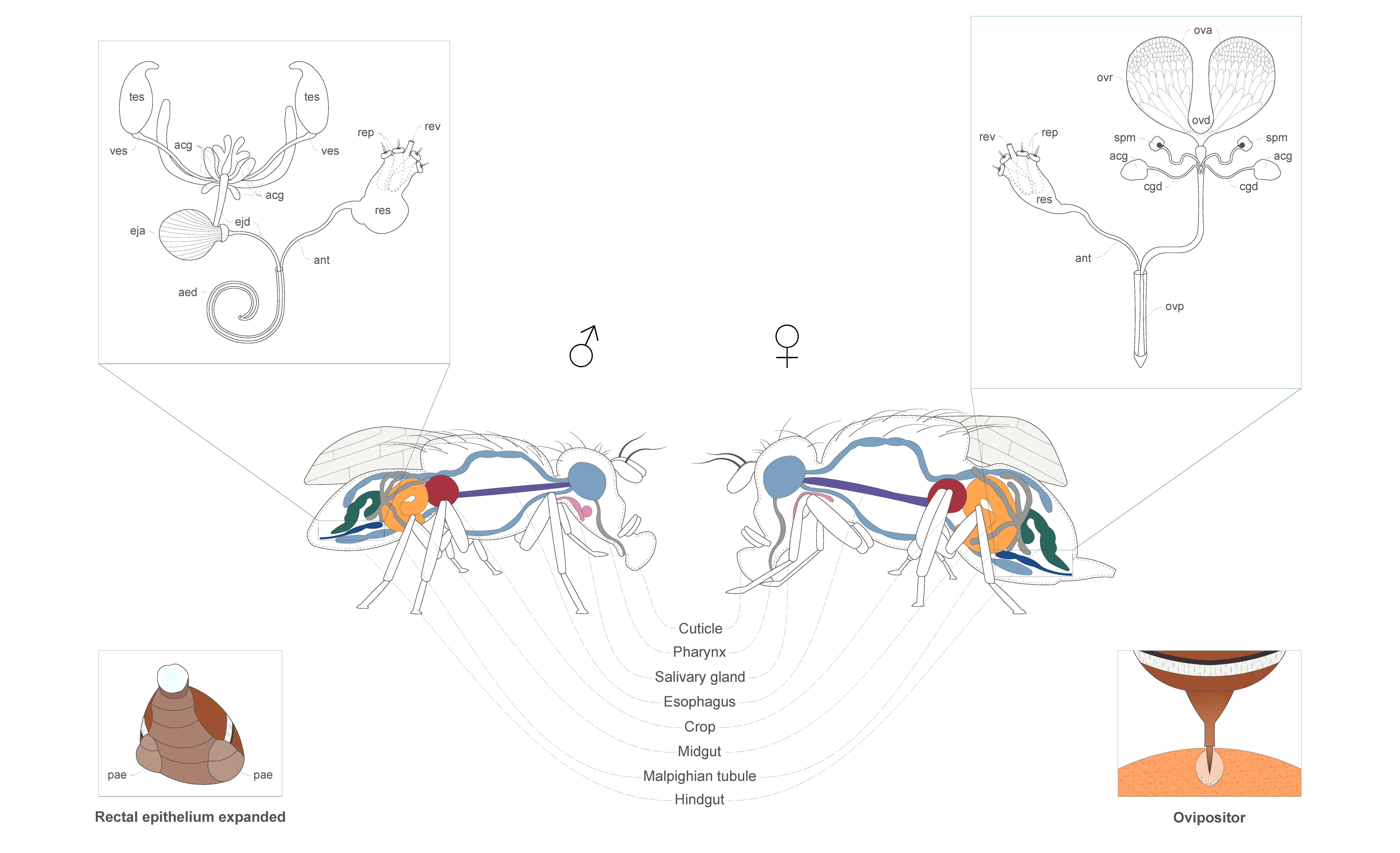 Insects 12 00408 g003 Insects 12 00408 g003