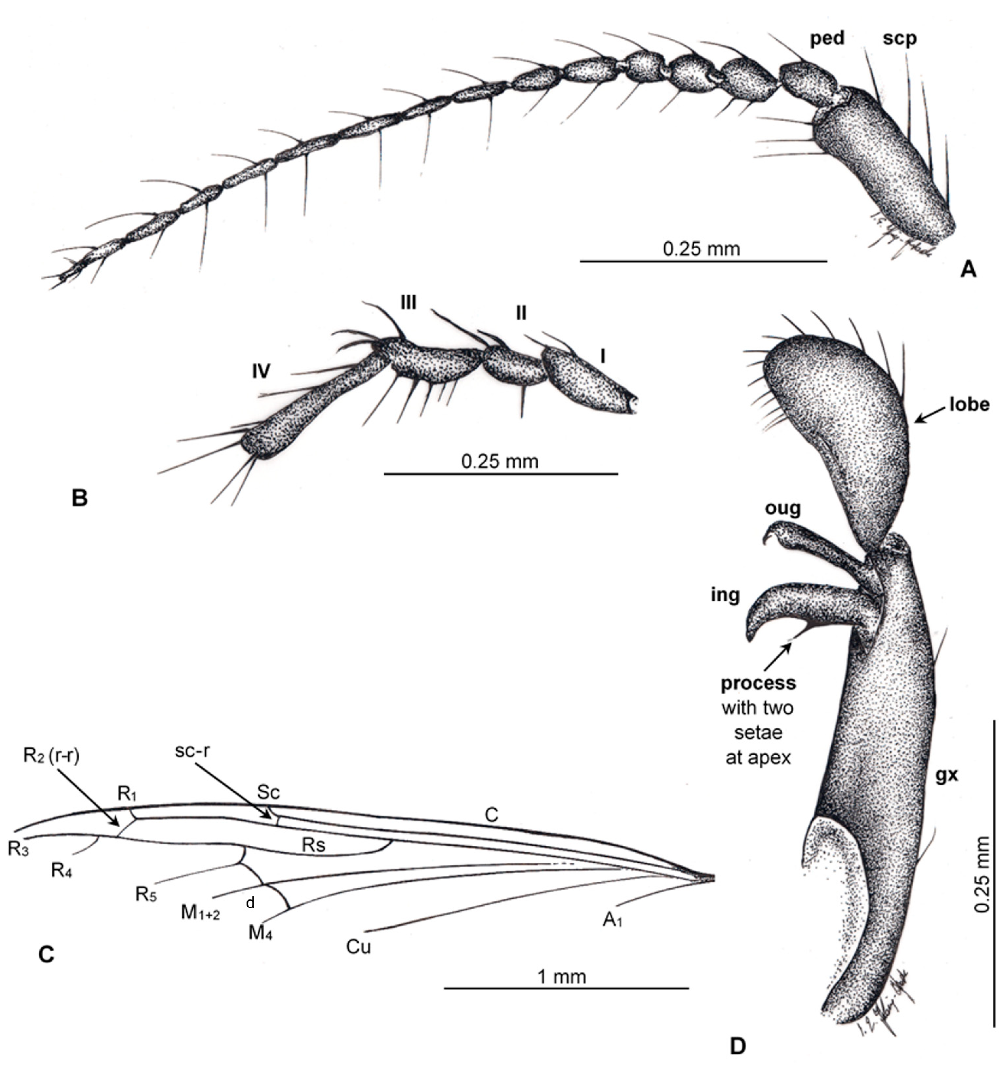 A treatise on zoology . »L ^f. Ym. IV. 1.—Cucumaria pentactes (Linn.),  opened along the right of the median dorsal line ; theright respiratory  tree has been cut short. 2.—Spicule ; 3.—Oral