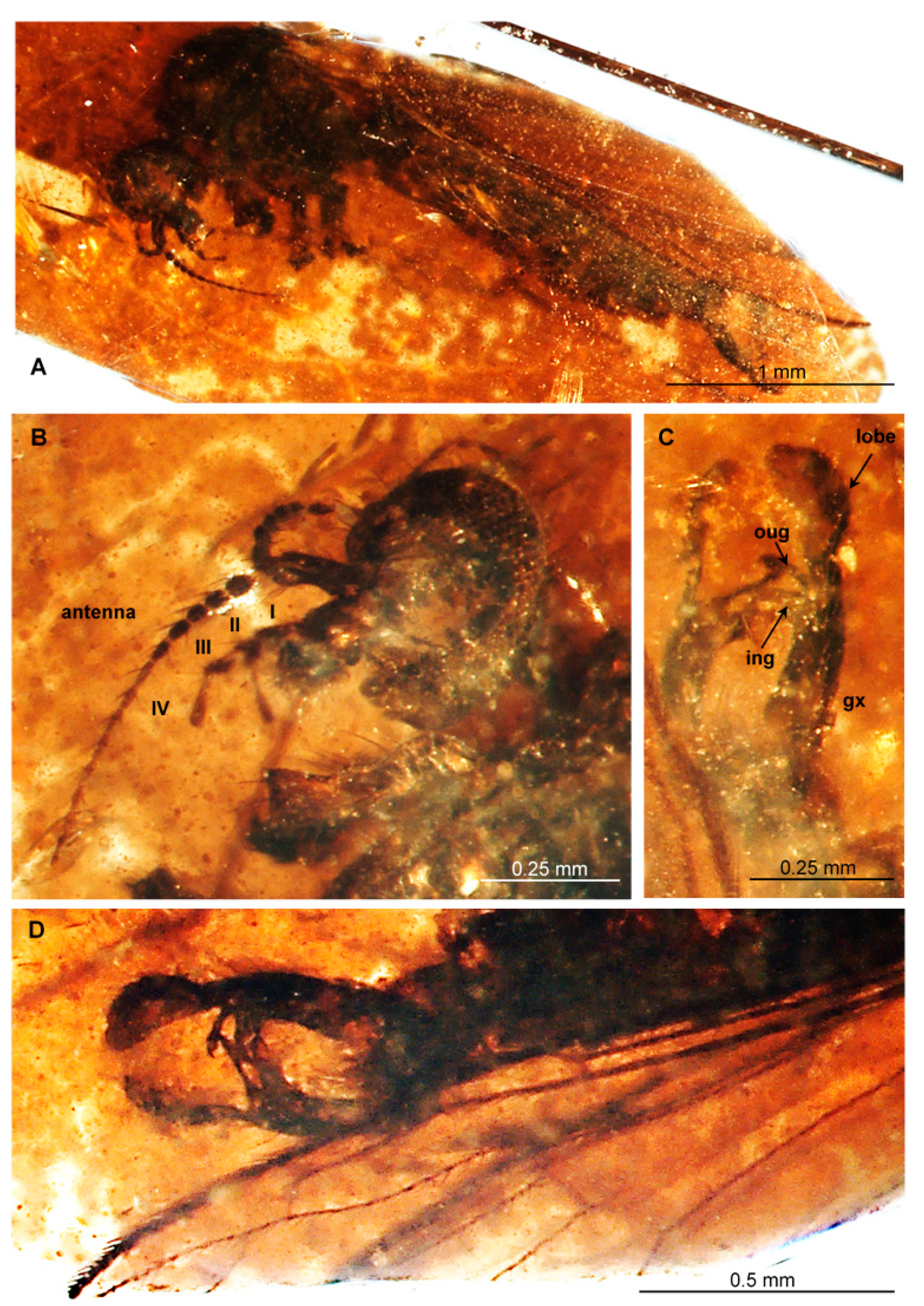 Insects 12 00411 g003