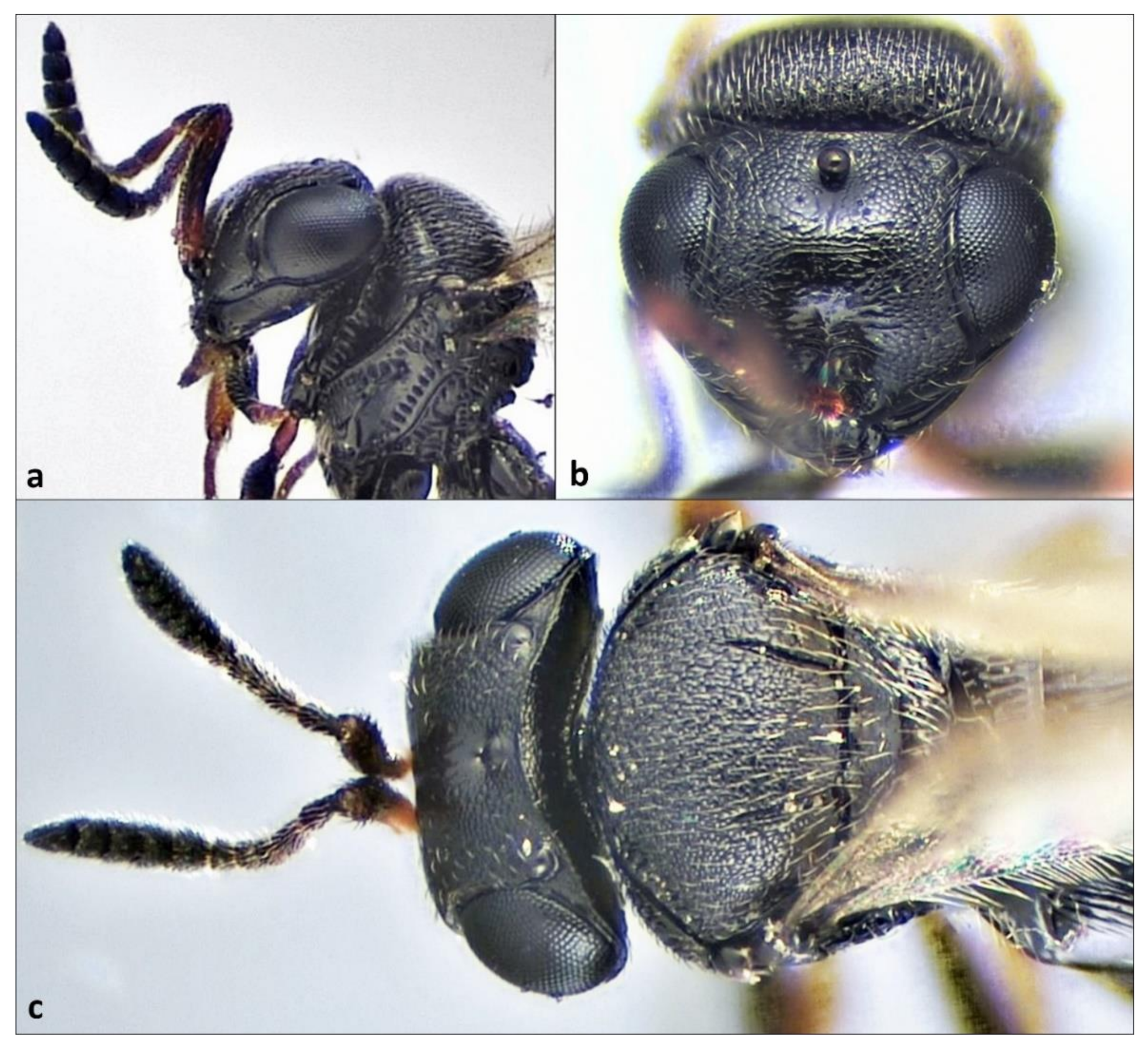 Insects 12 00414 g001 Insects 12 00414 g001