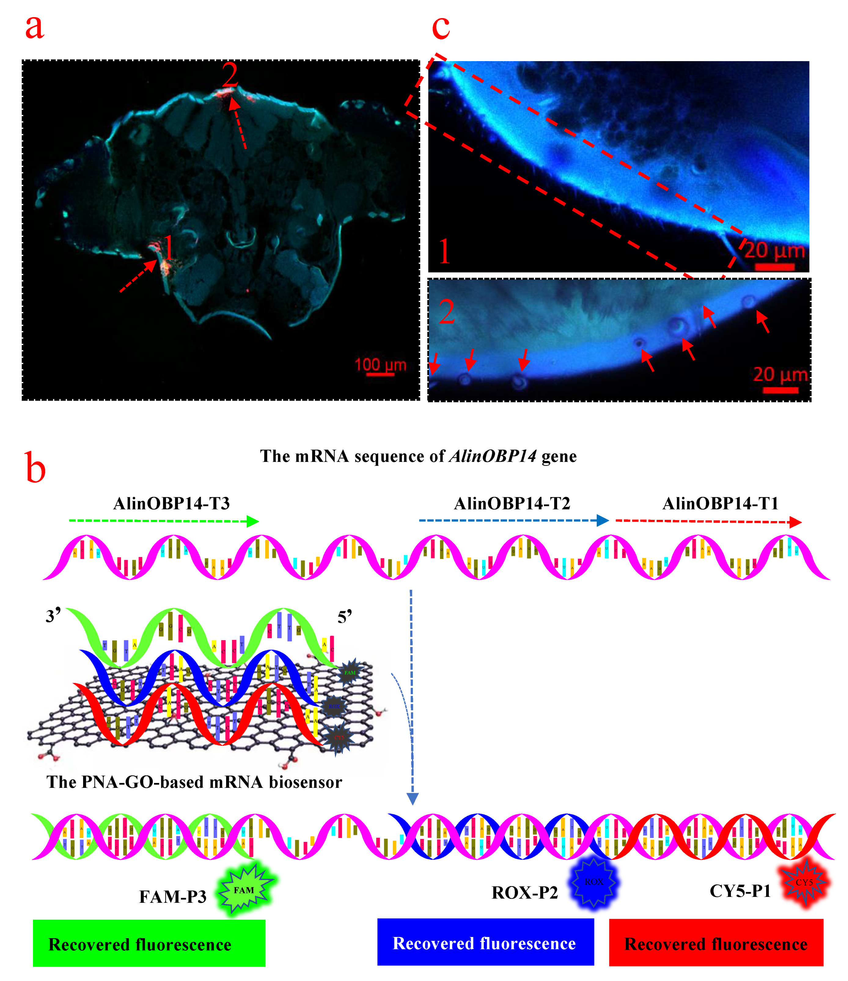 Insects 12 00422 g003 Insects 12 00422 g003