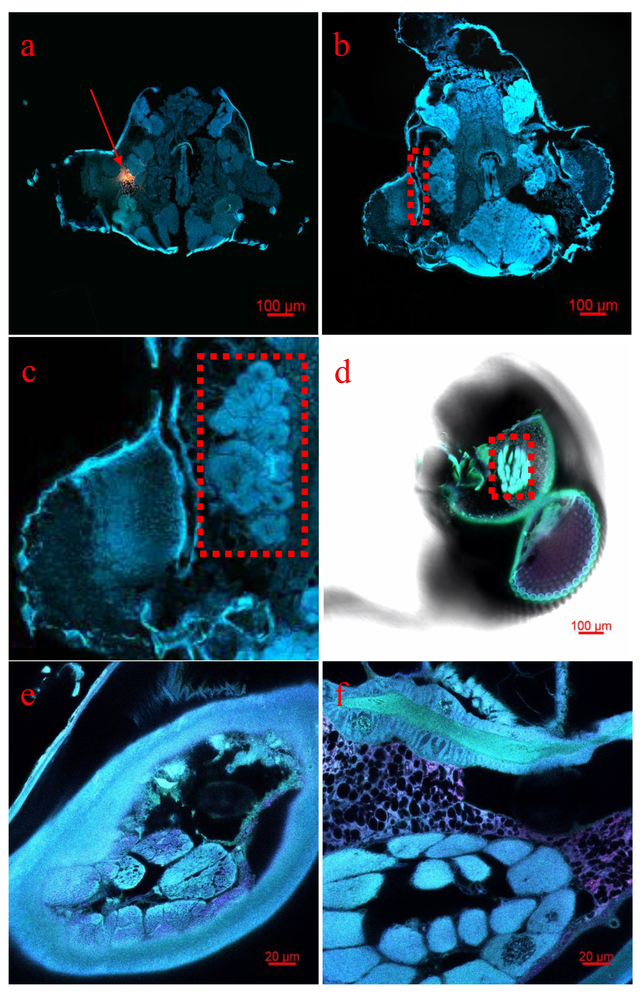 Insects 12 00422 g006 Insects 12 00422 g006
