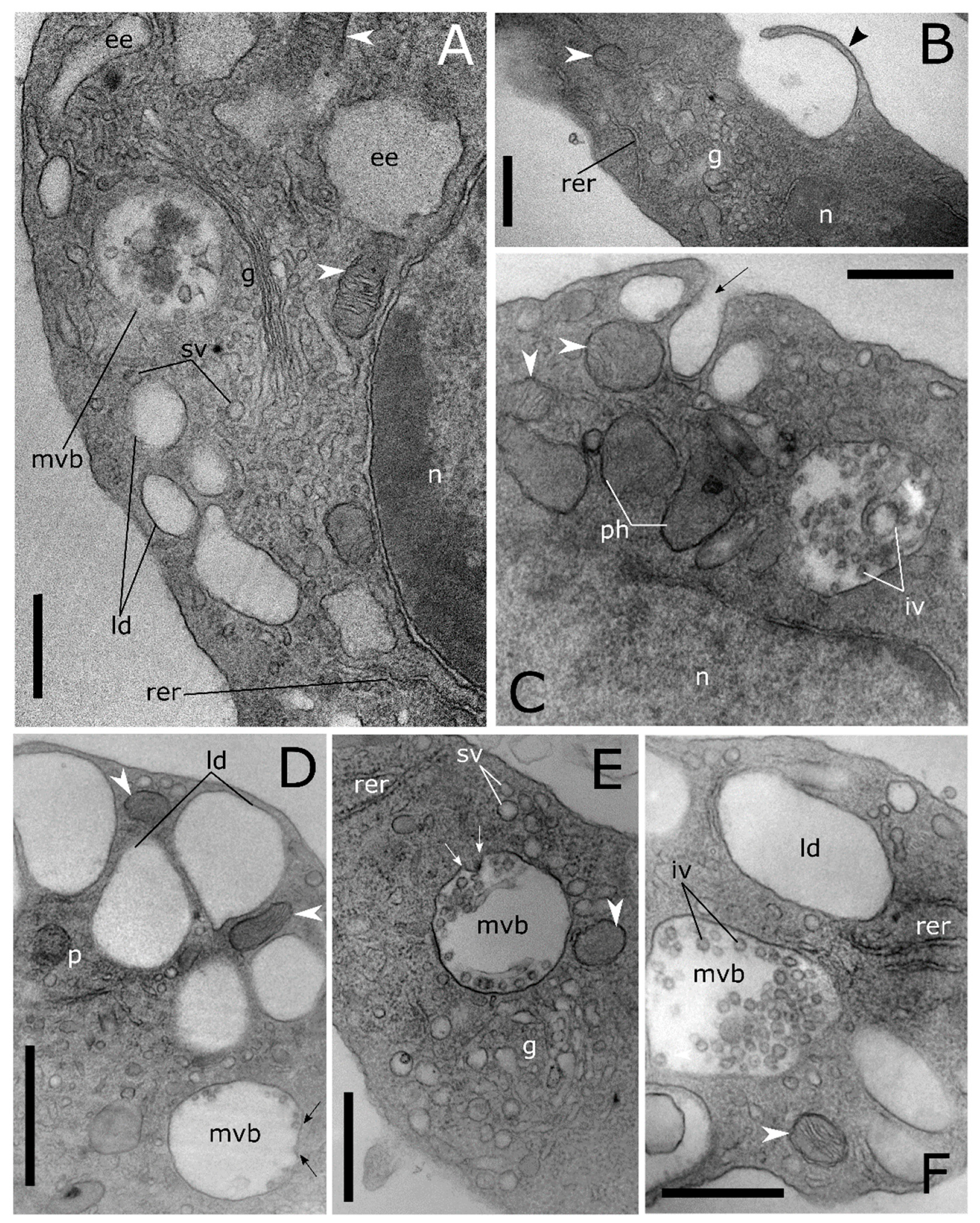 Insects 12 00423 g004 Insects 12 00423 g004