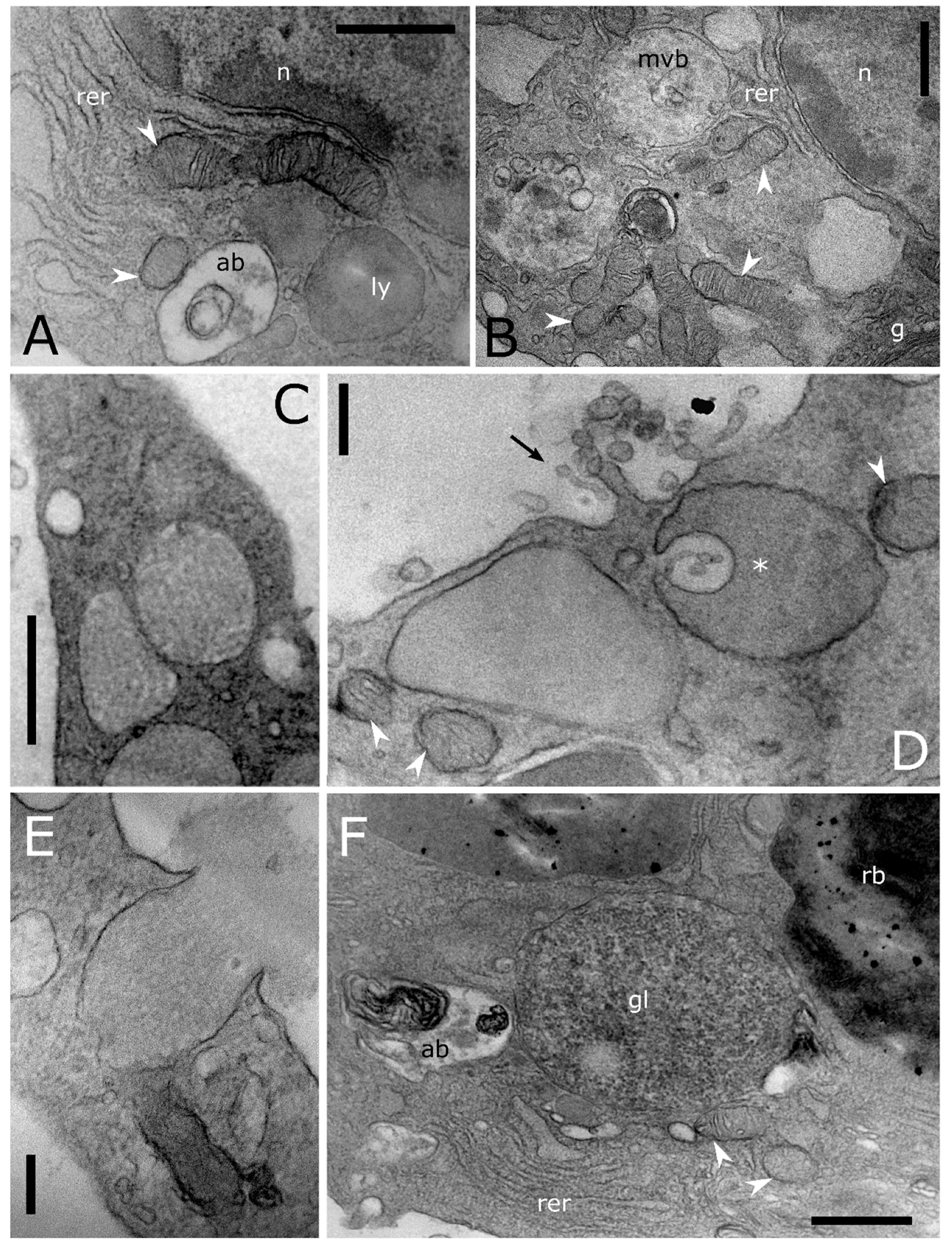 Insects 12 00423 g005 Insects 12 00423 g005