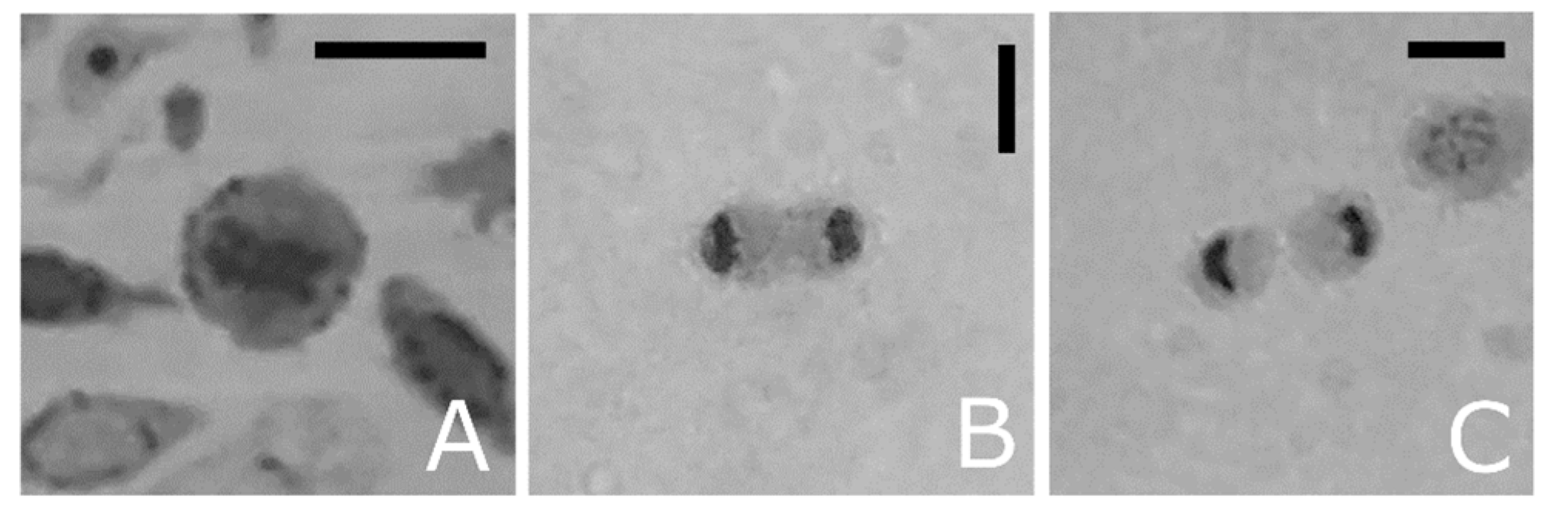 Insects 12 00423 g008 Insects 12 00423 g008