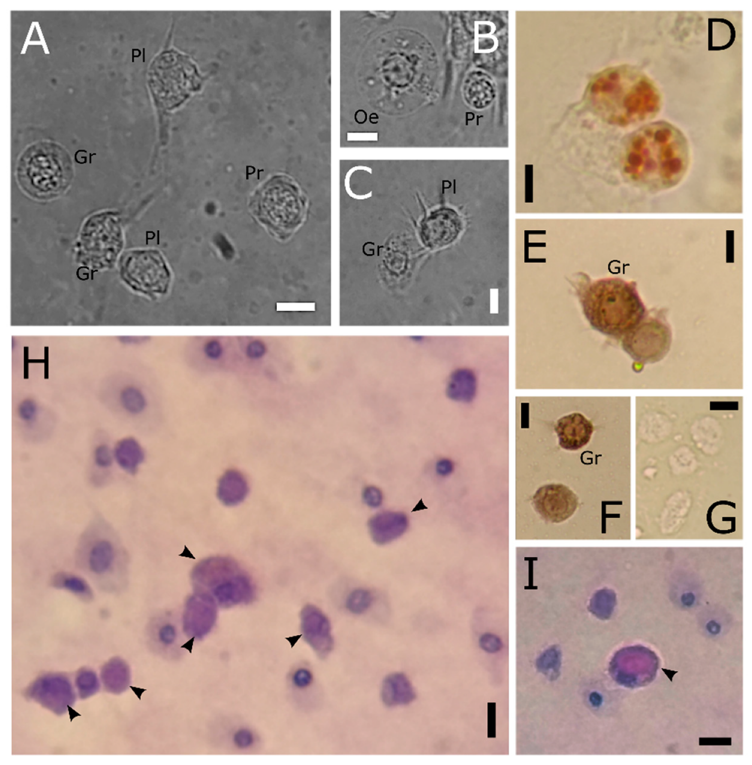 Insects 12 00423 g009 Insects 12 00423 g009