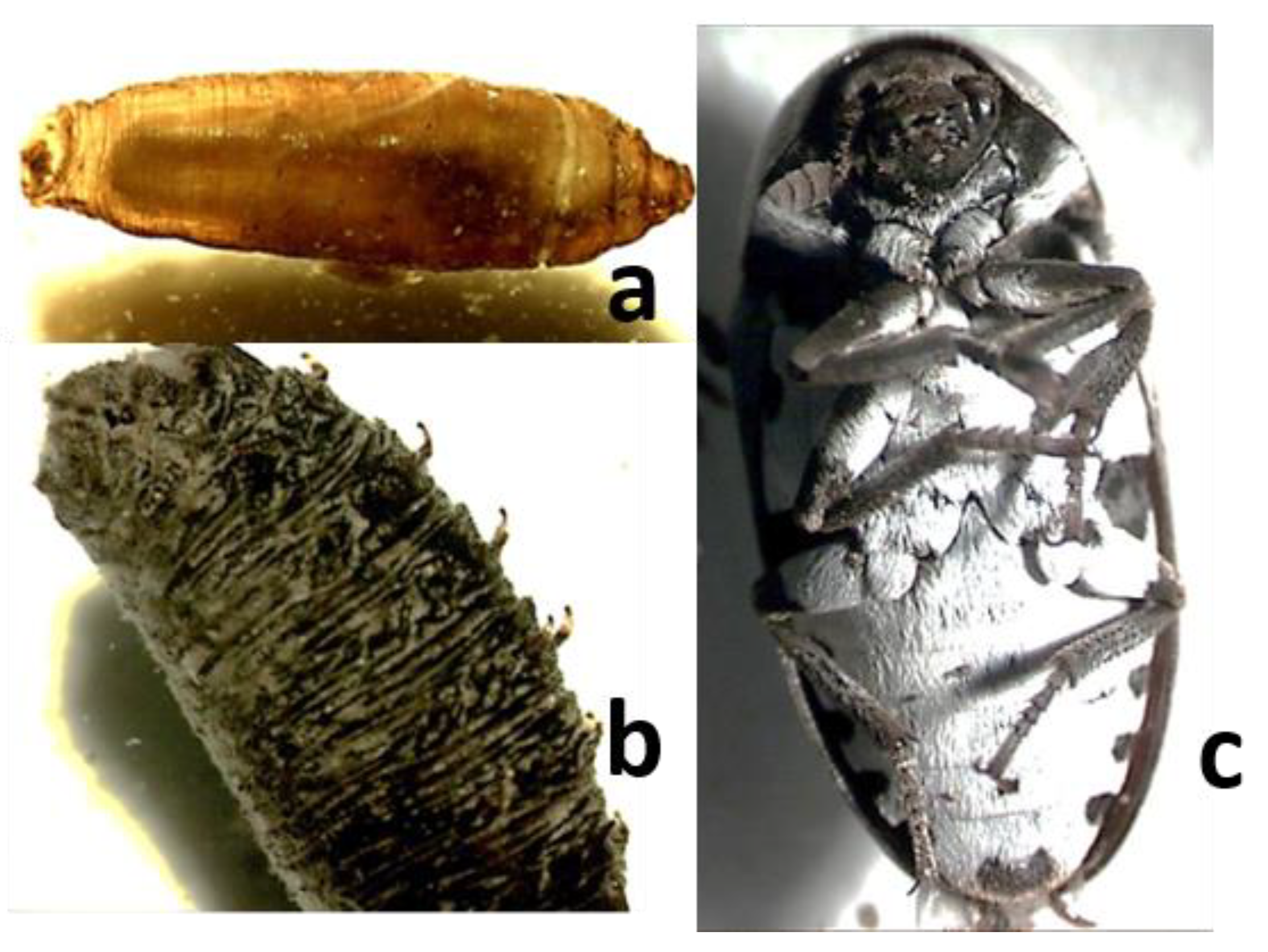 Insects 12 00429 g003