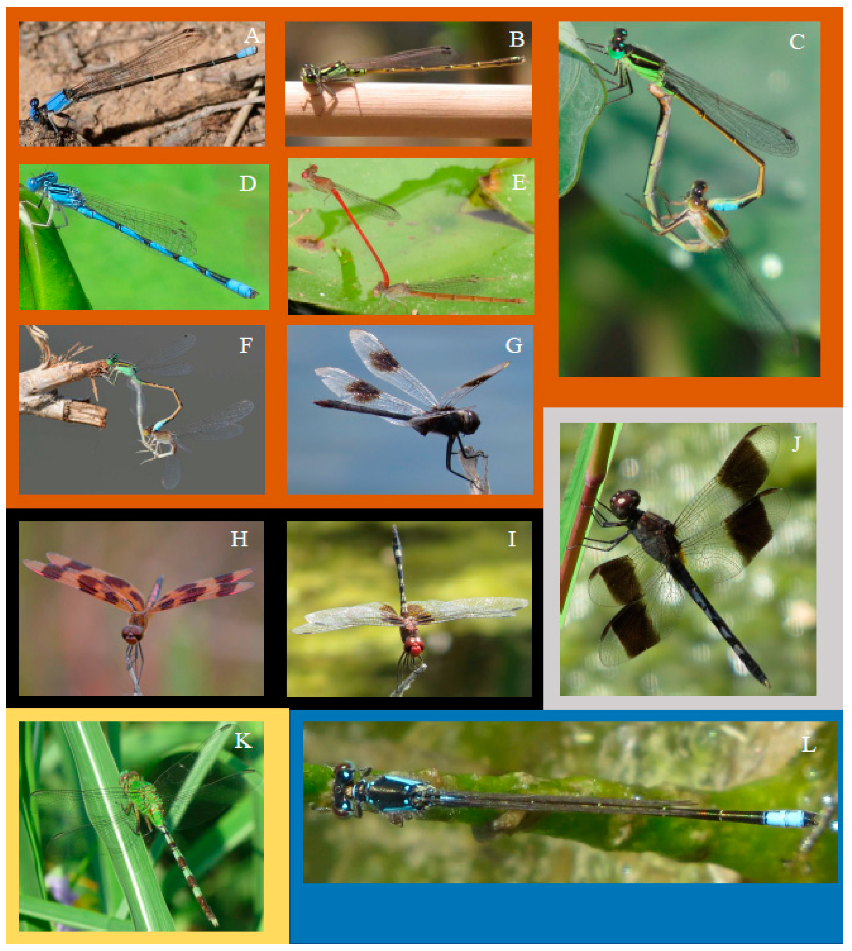 Insects 12 00431 g006