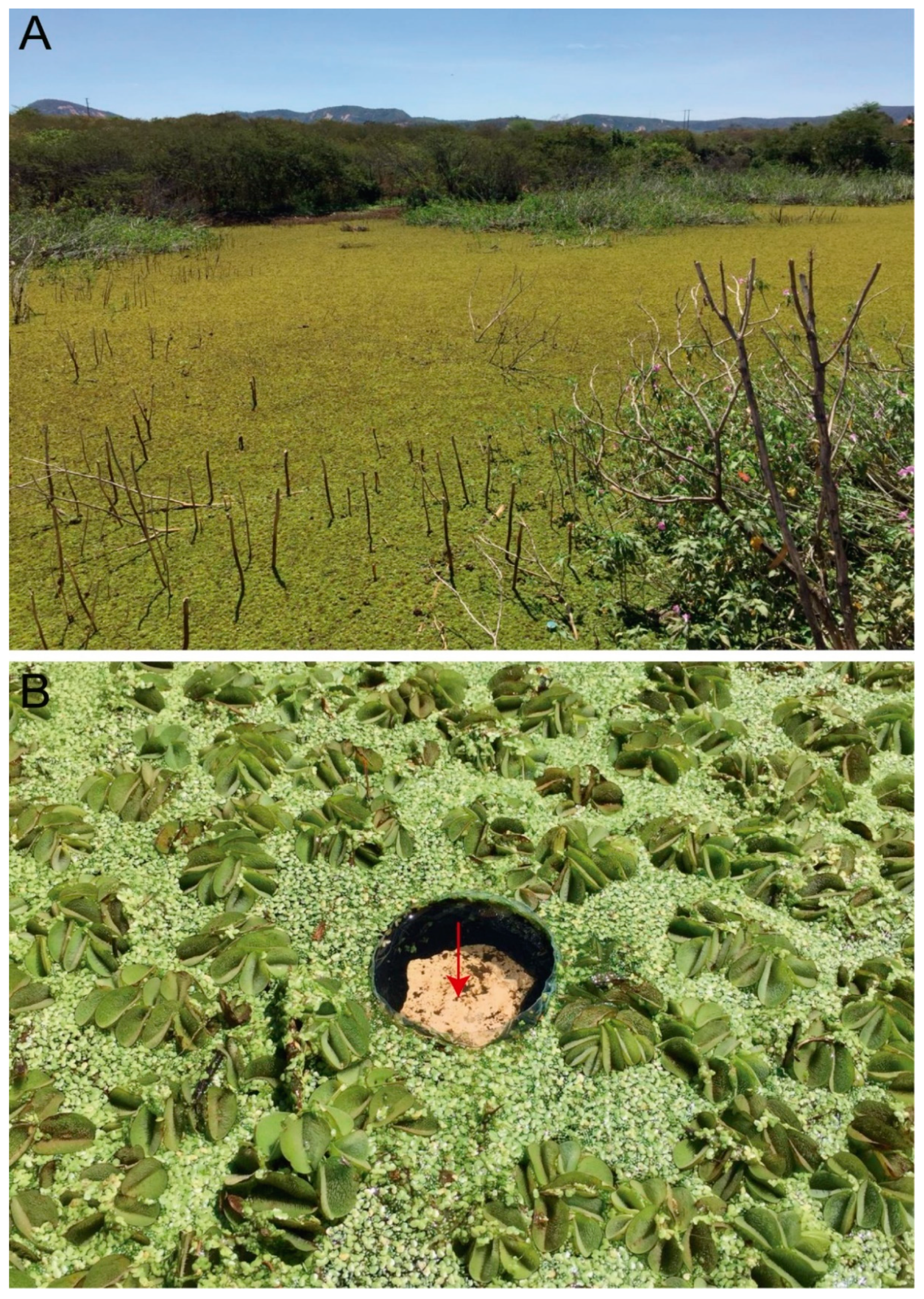 Insects 12 00433 g002 Insects 12 00433 g002