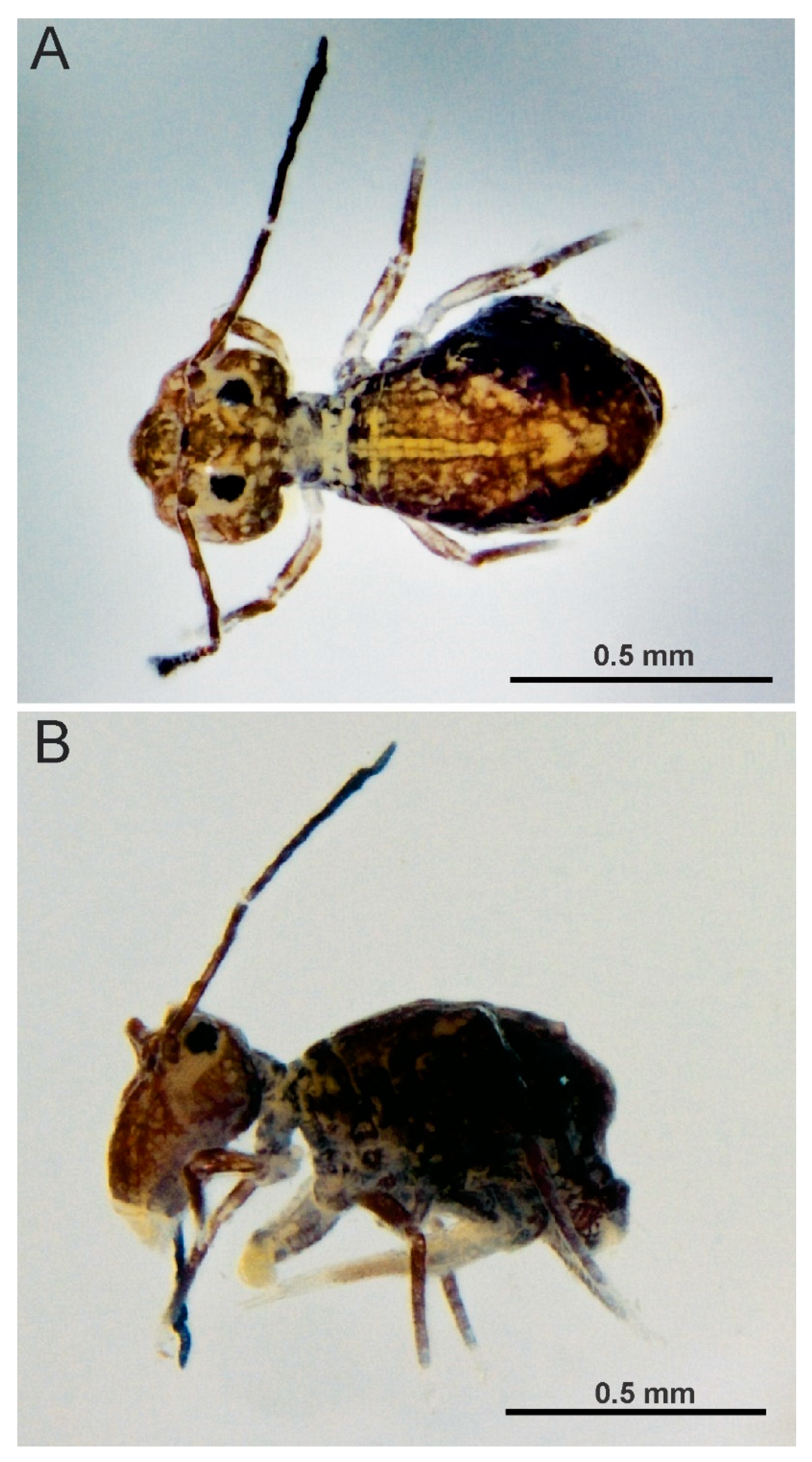 Insects 12 00433 g019 Insects 12 00433 g019