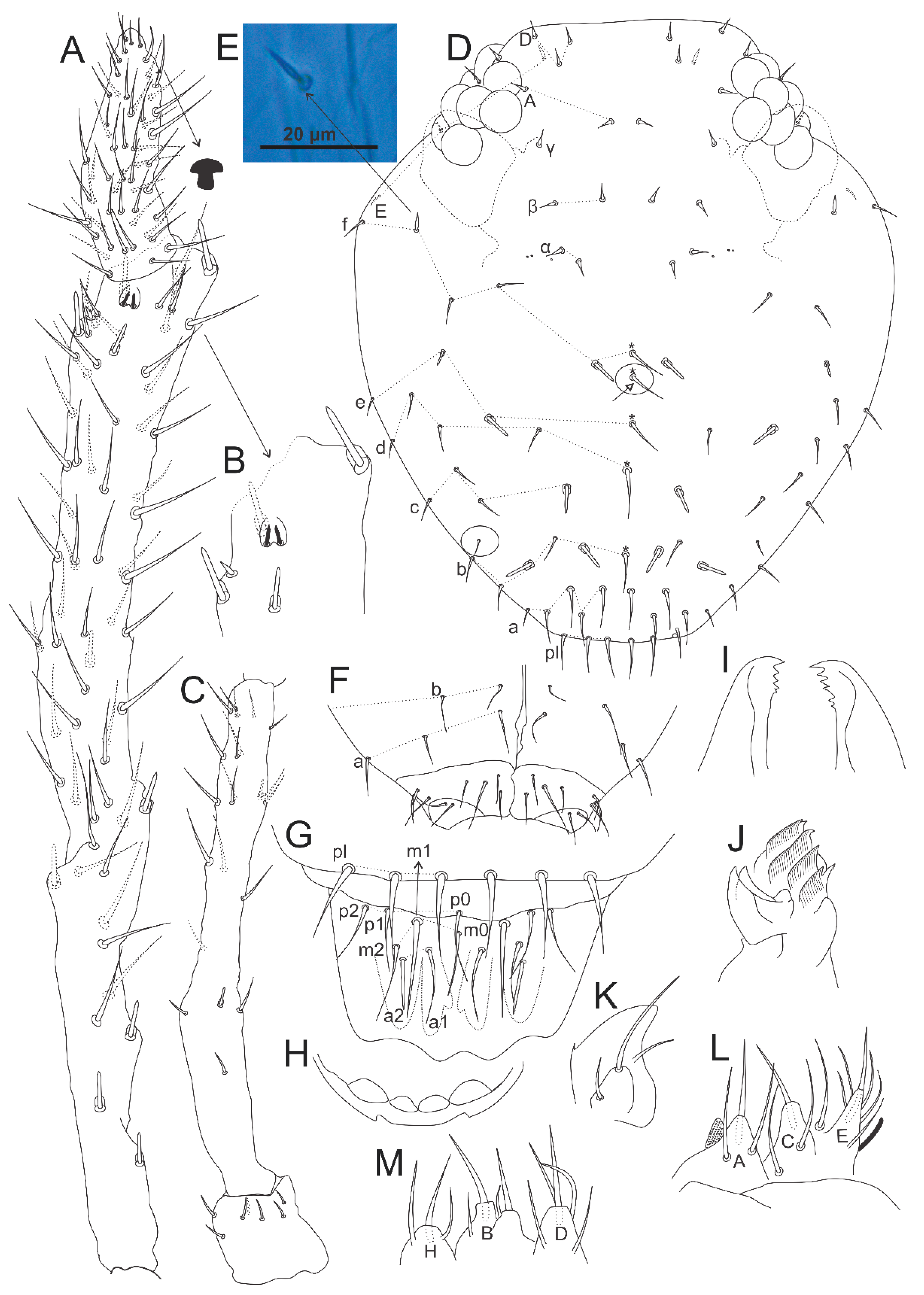 Insects 12 00433 g020 Insects 12 00433 g020
