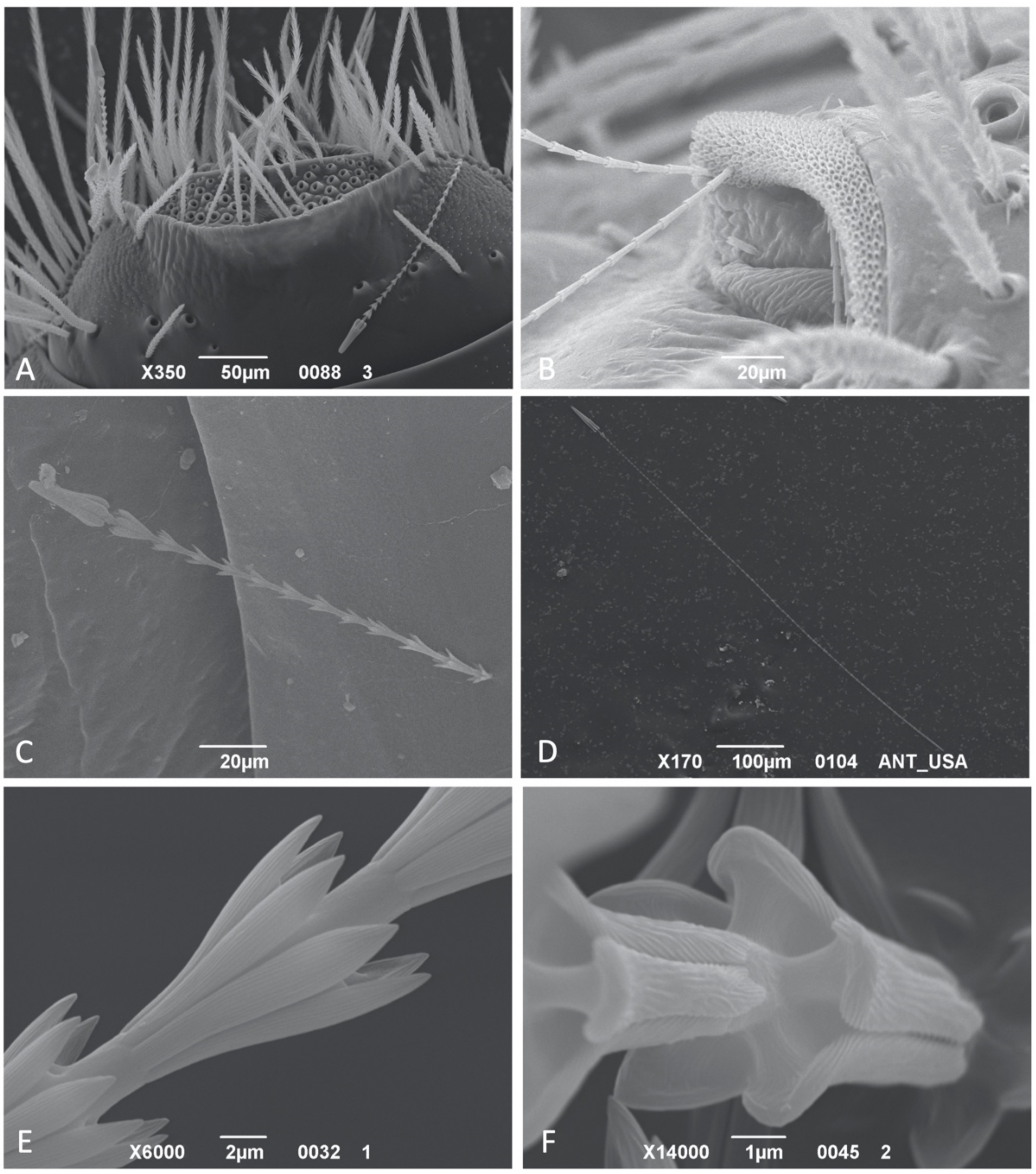 Insects 12 00436 g002 Insects 12 00436 g002
