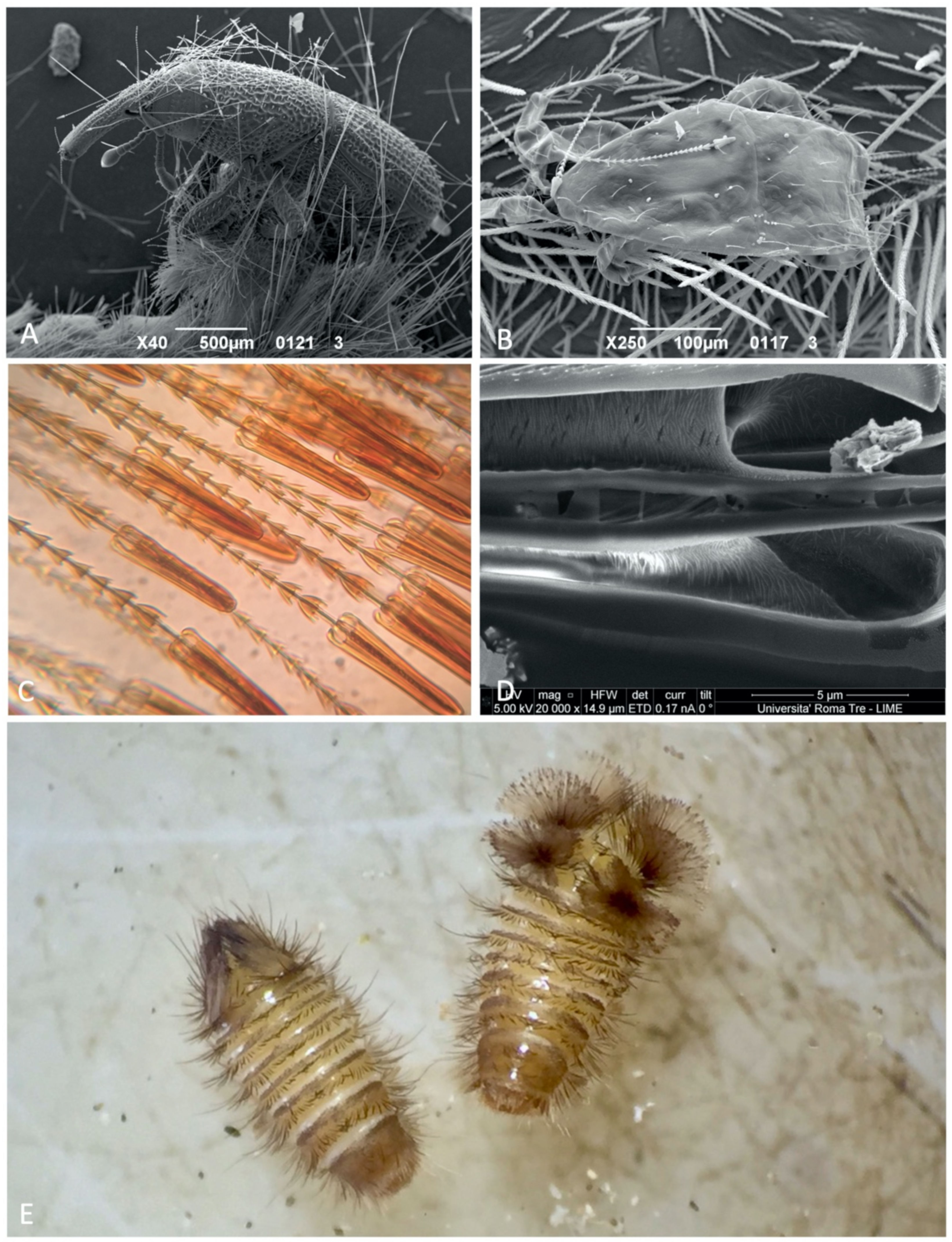 Dermestid Beetle Supplies*Water Crystals ** 4 ounces ** 