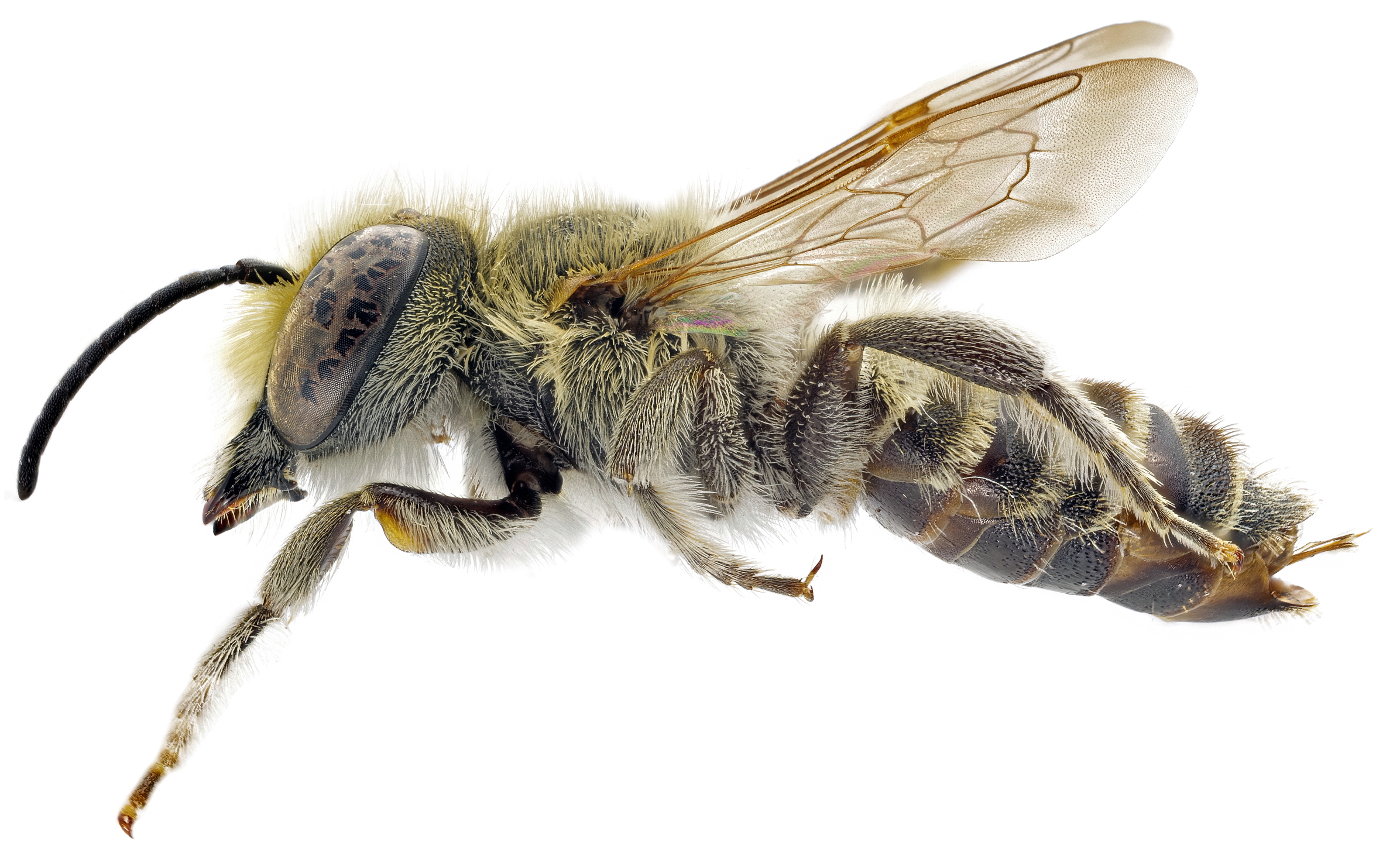 Insects 12 00437 g002 Insects 12 00437 g002