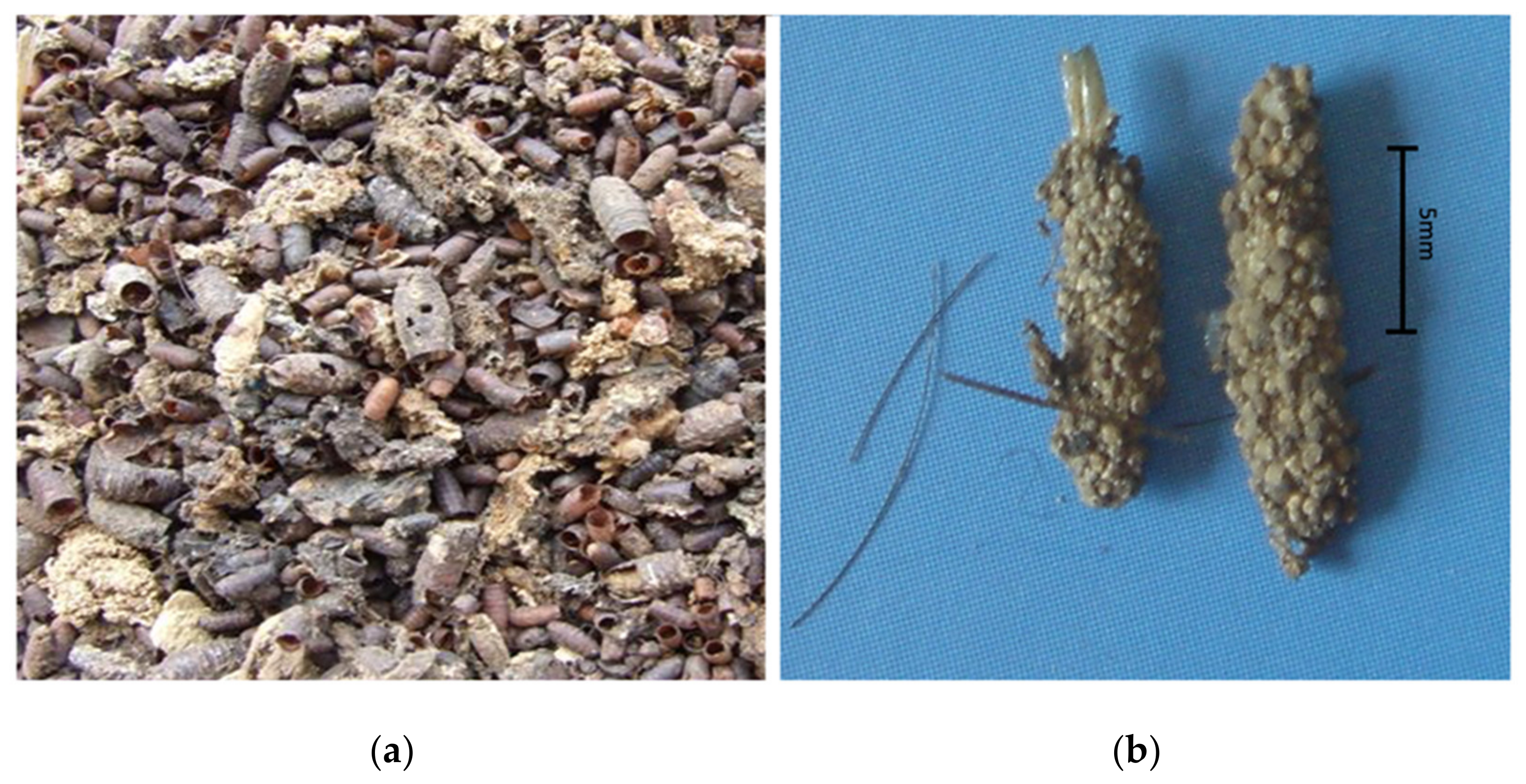 Insects 12 00444 g001 Insects 12 00444 g001