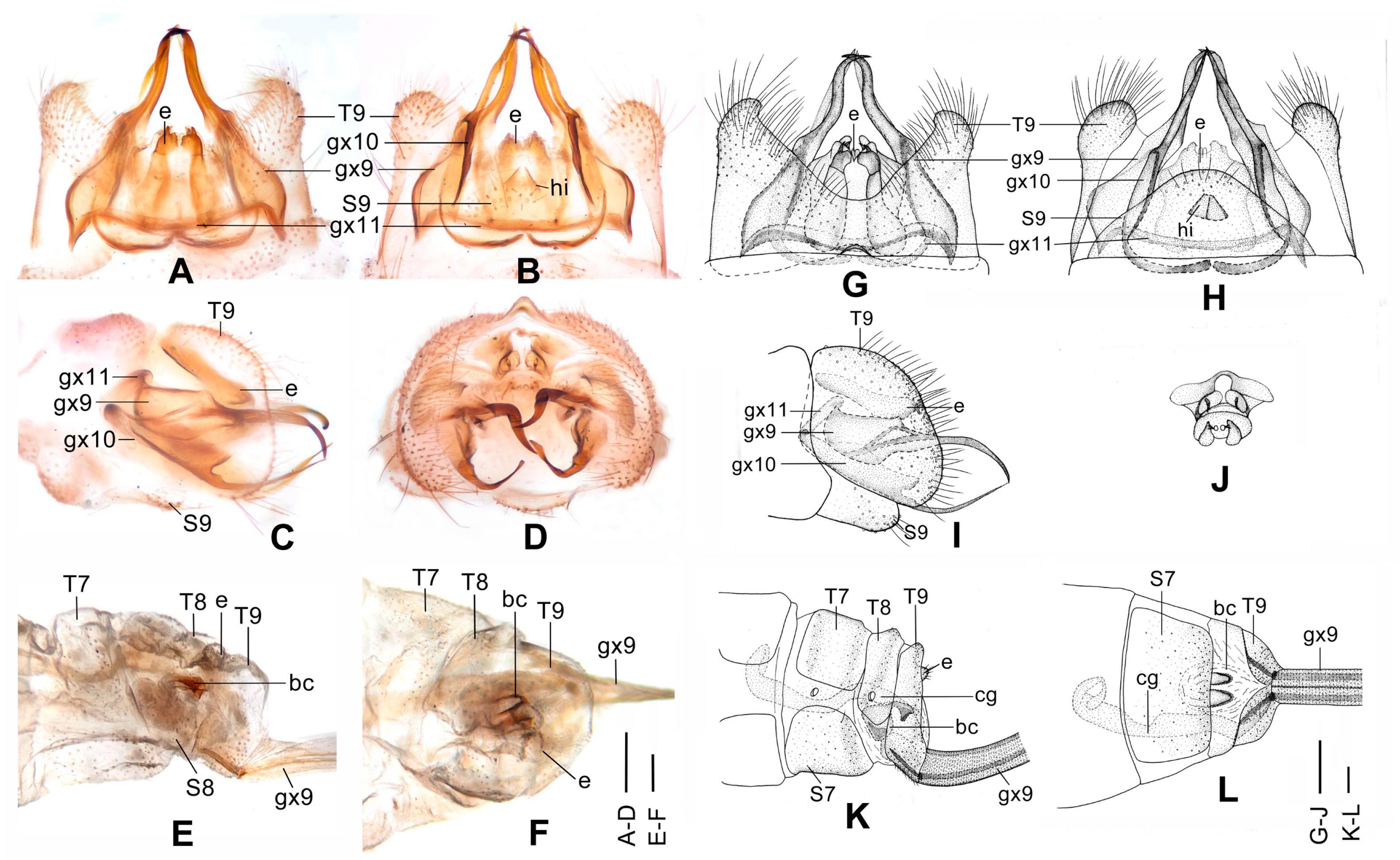 Insects 12 00451 g004