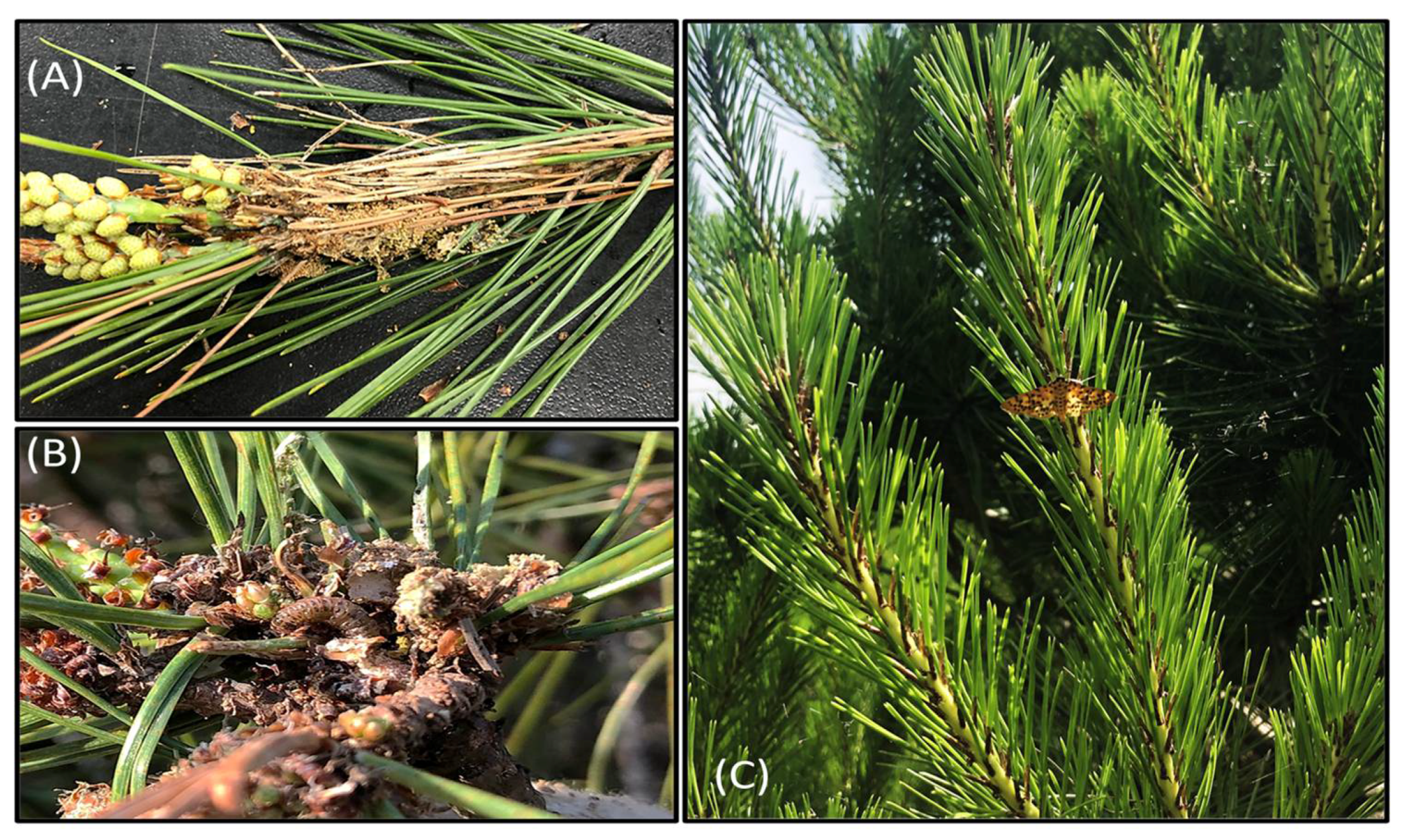 Insects 12 00455 g002 Insects 12 00455 g002