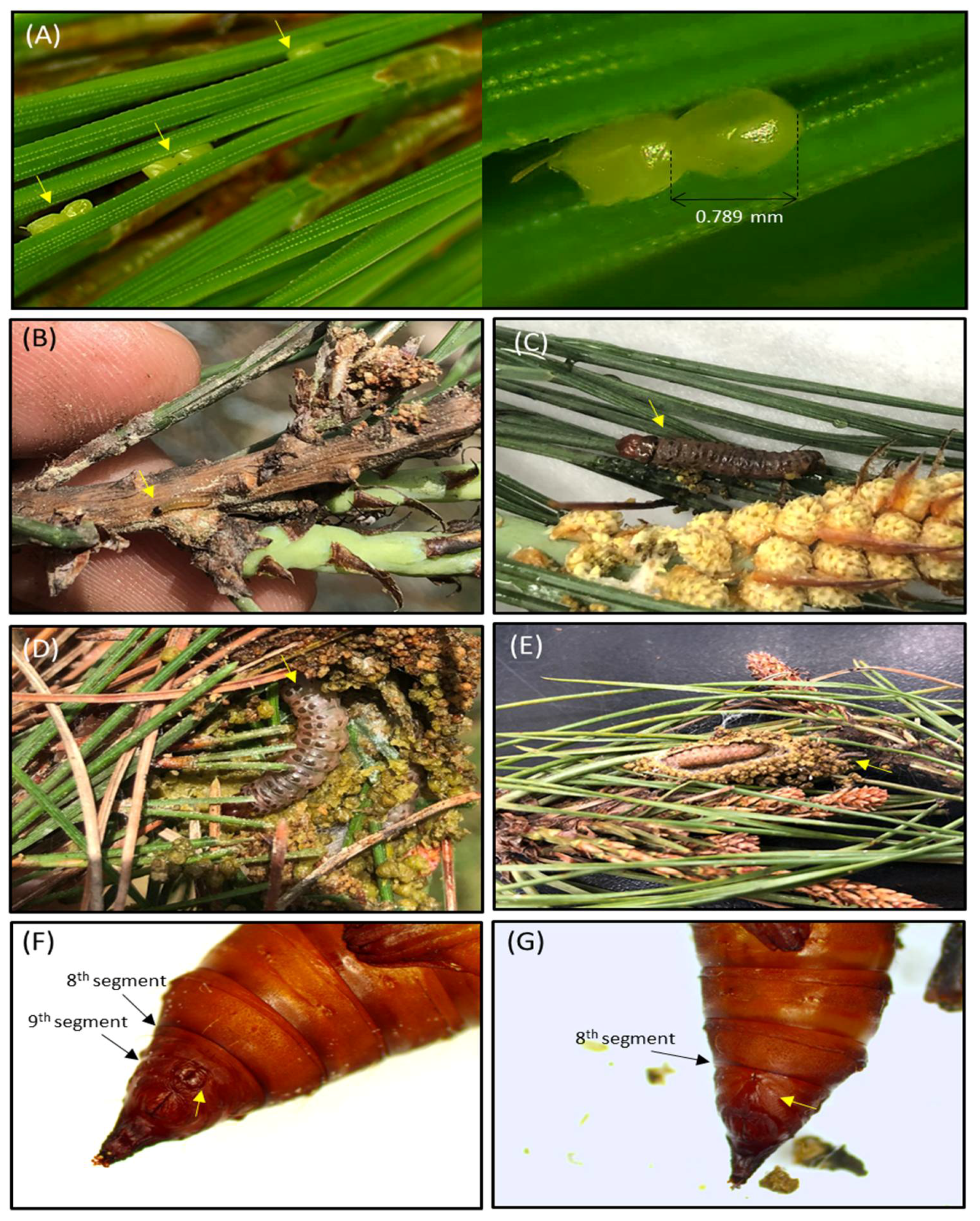 Insects 12 00455 g003 Insects 12 00455 g003