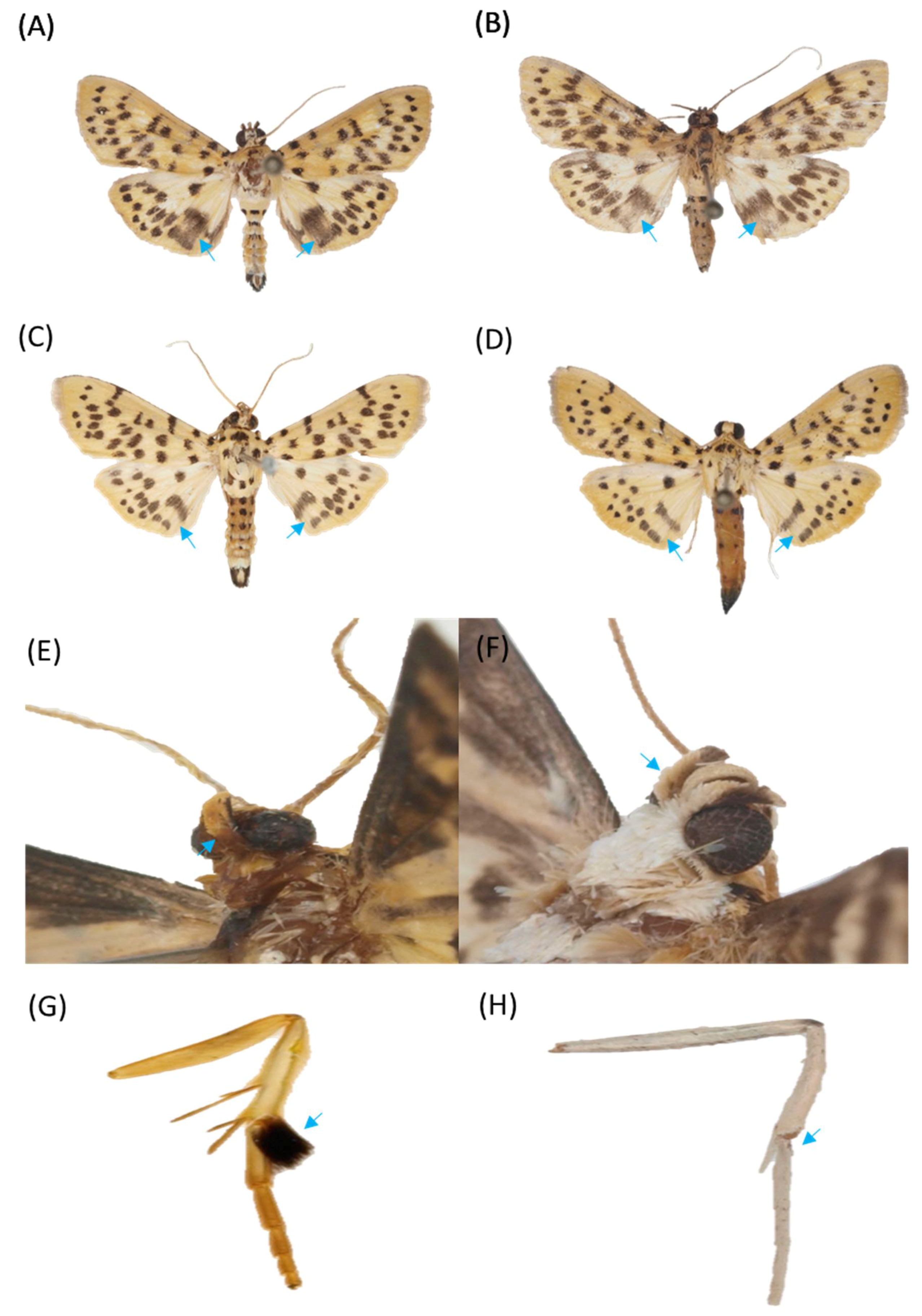 Insects 12 00455 g004 Insects 12 00455 g004