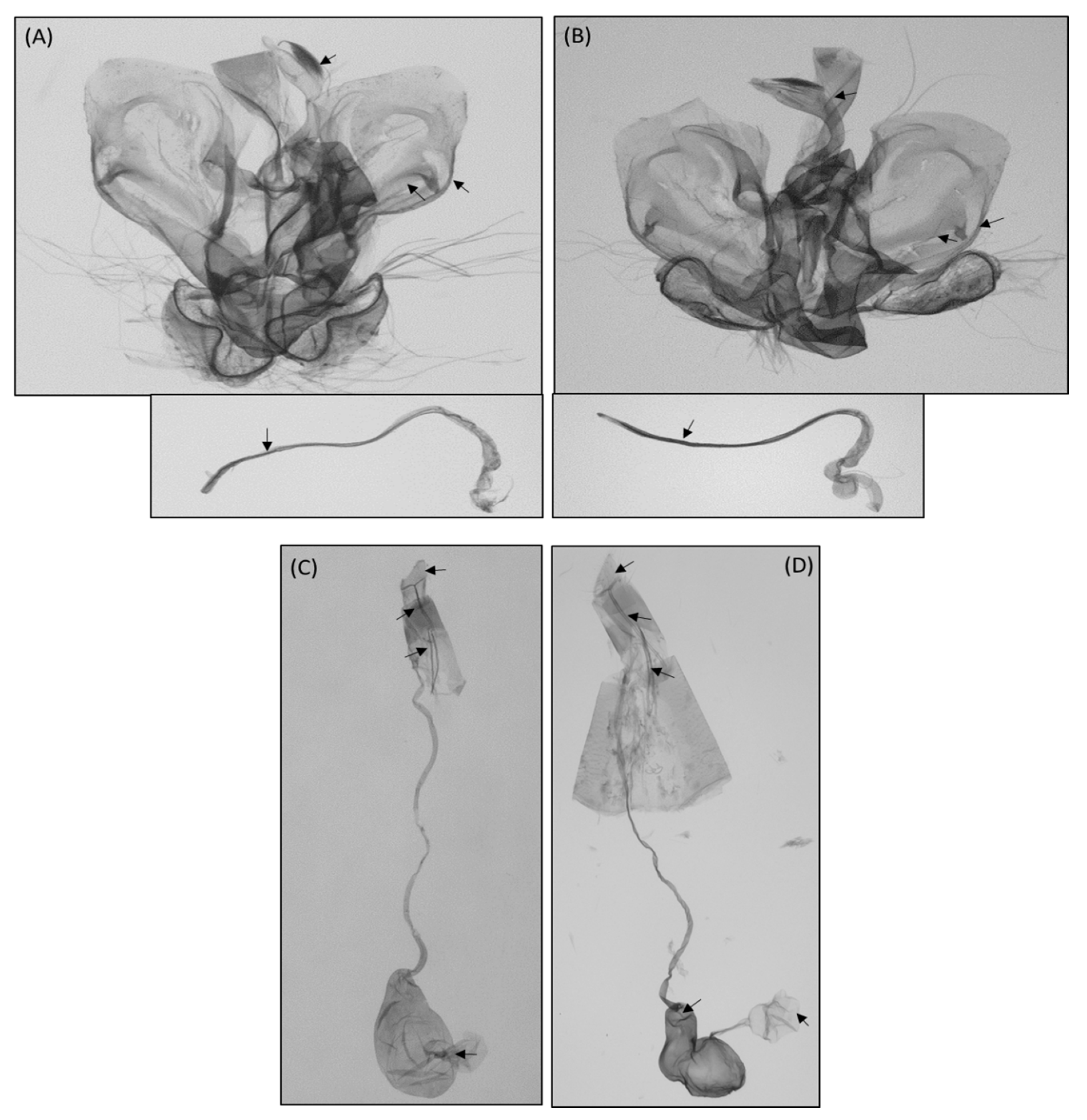 Insects 12 00455 g005 Insects 12 00455 g005