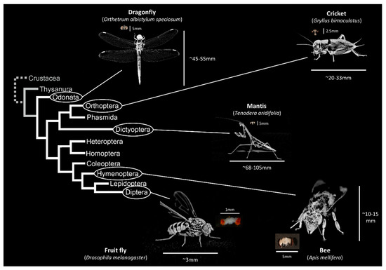 A Review of Effects of Environment on Brain Size in Insects