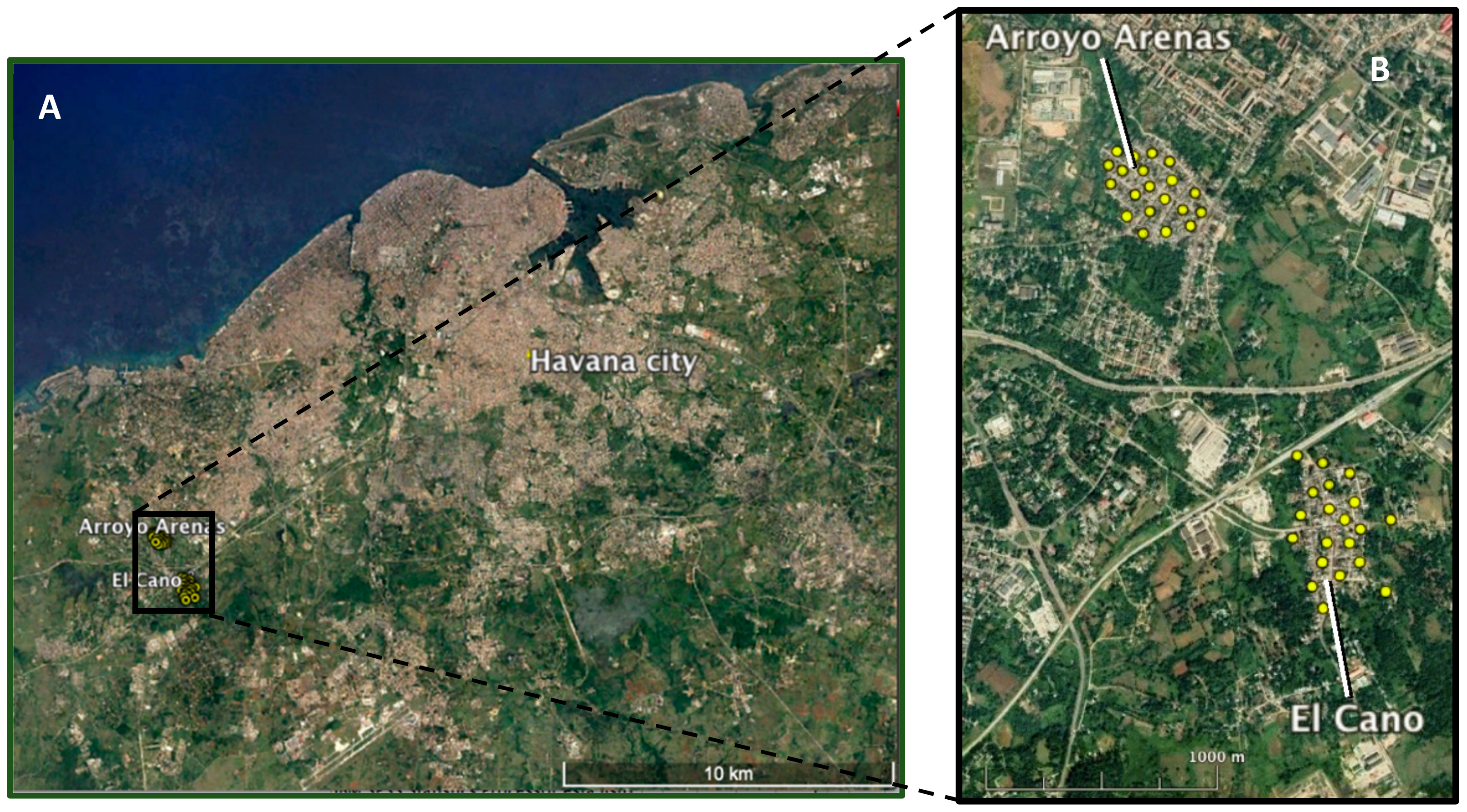 Insects 12 00469 g001