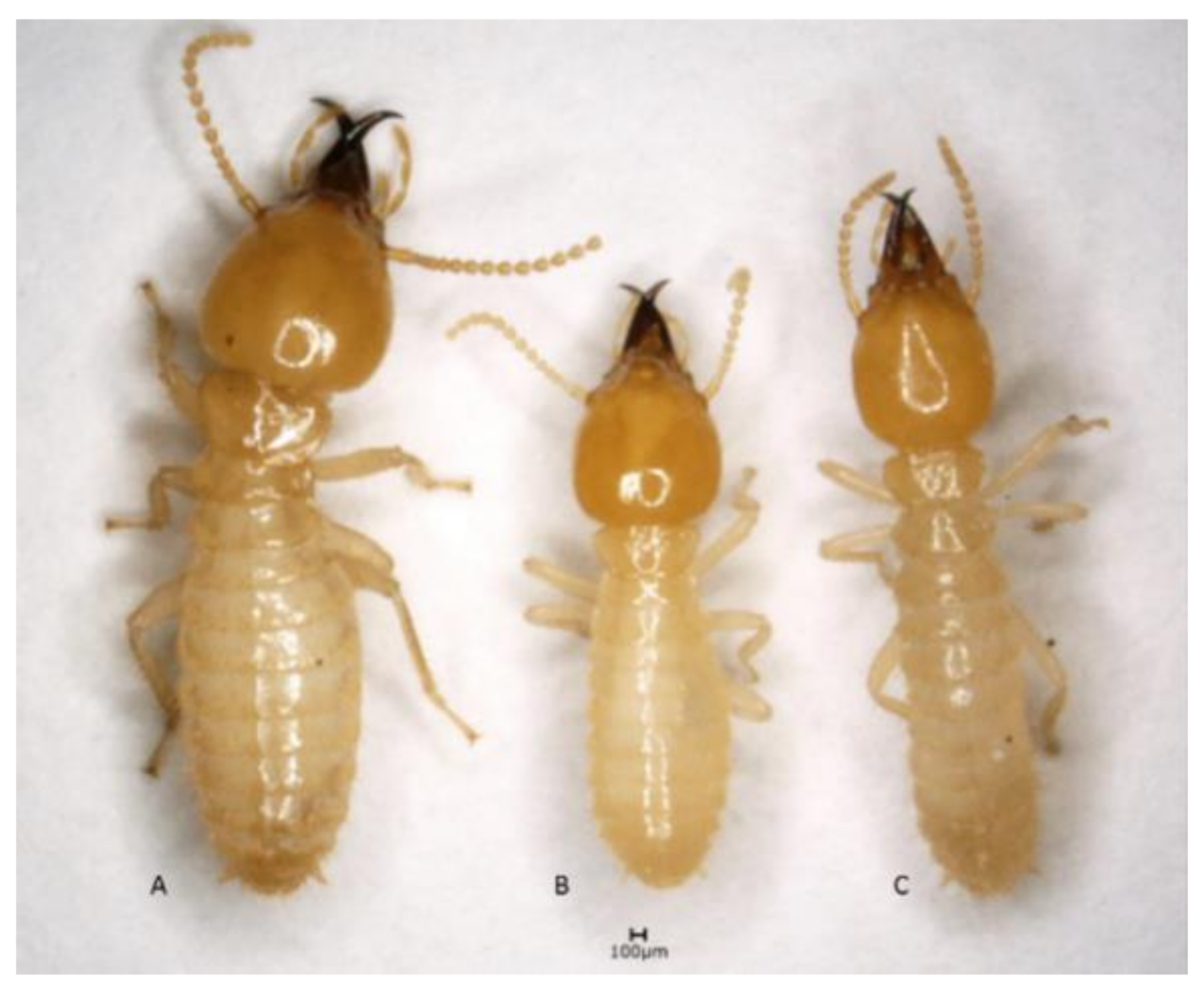 Insects 12 00477 g002 Insects 12 00477 g002
