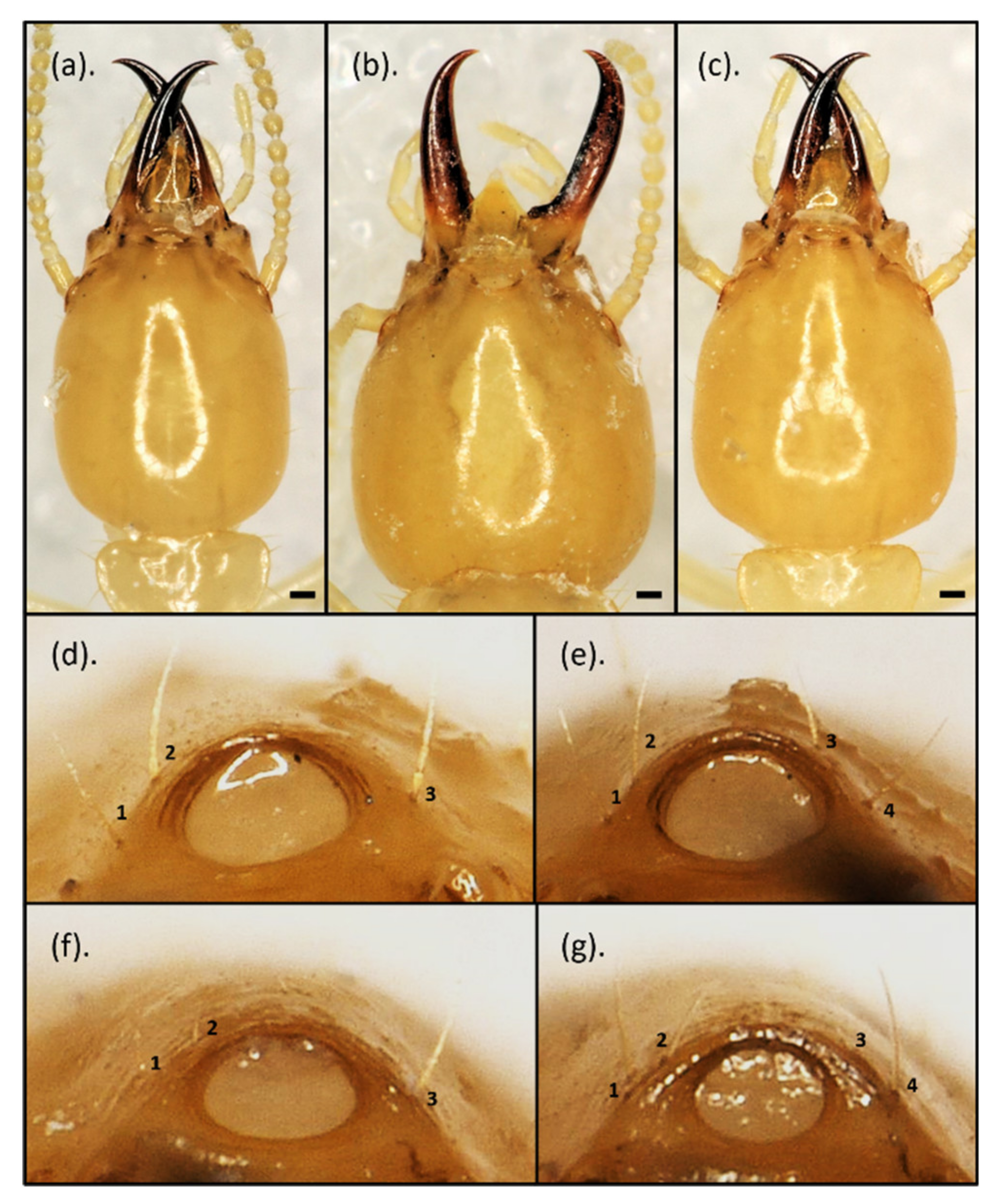 Insects 12 00477 g011 Insects 12 00477 g011