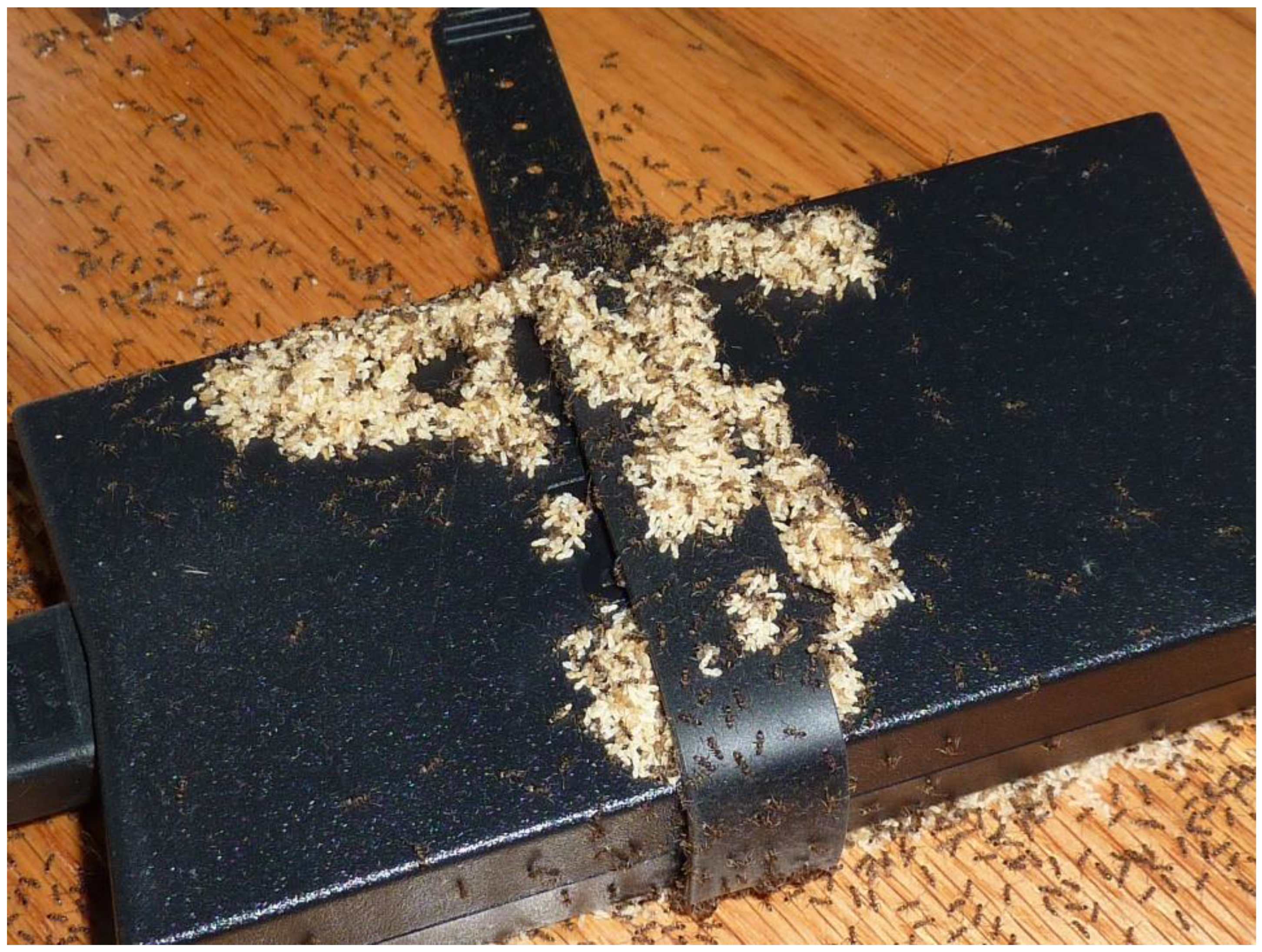 Insects 12 00487 g001