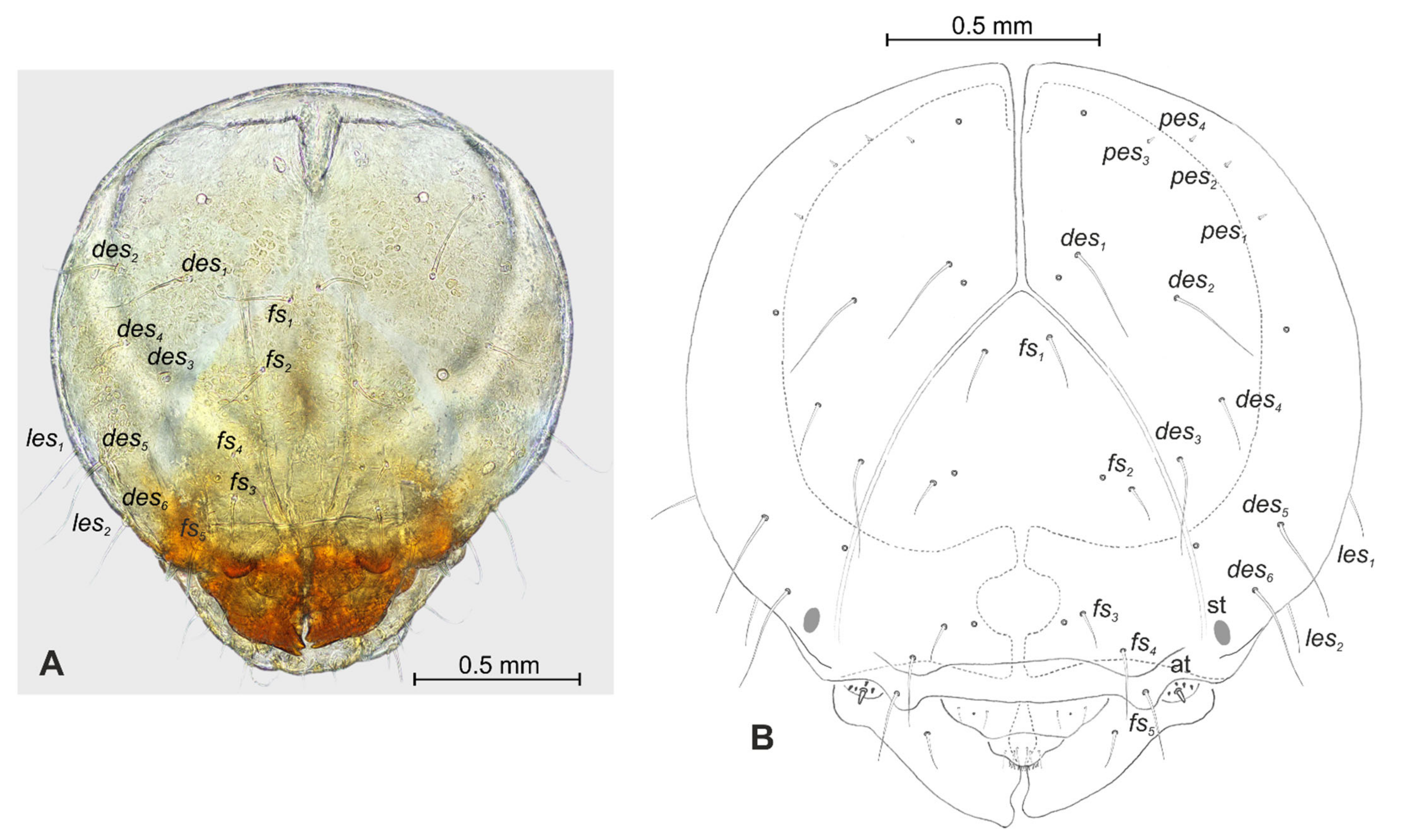 Insects 12 00489 g004 Insects 12 00489 g004