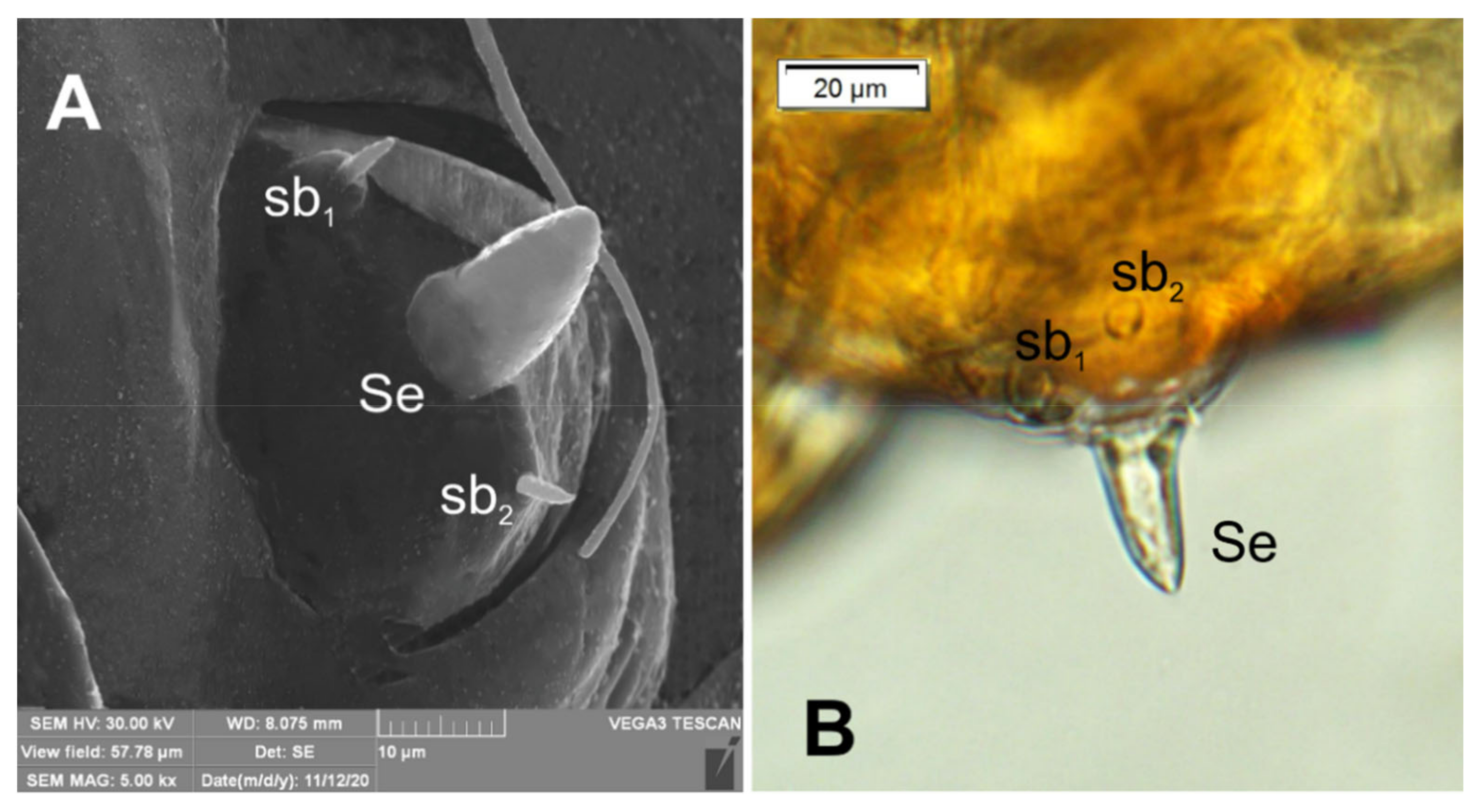 Insects 12 00489 g005 Insects 12 00489 g005