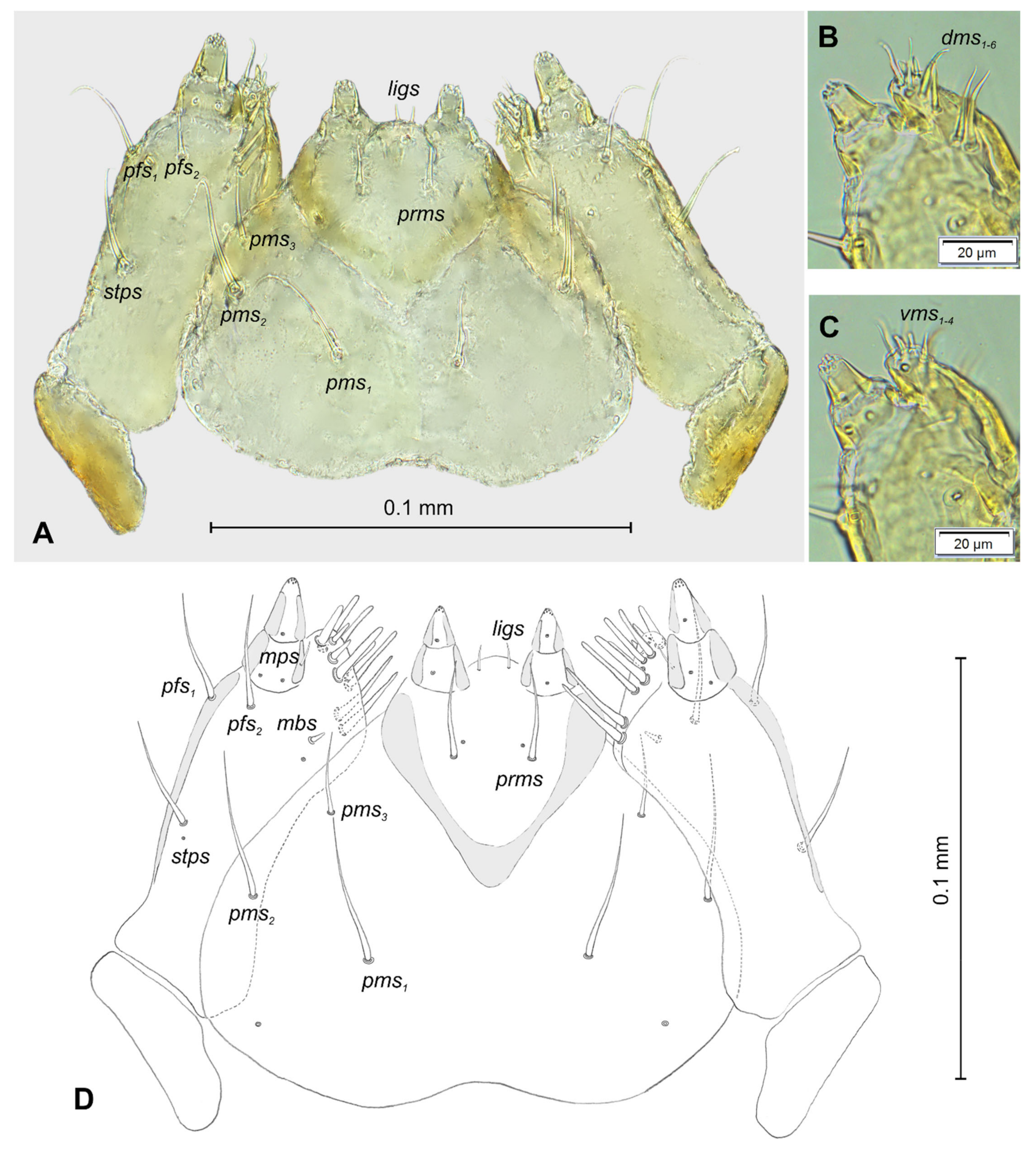 Insects 12 00489 g007 Insects 12 00489 g007