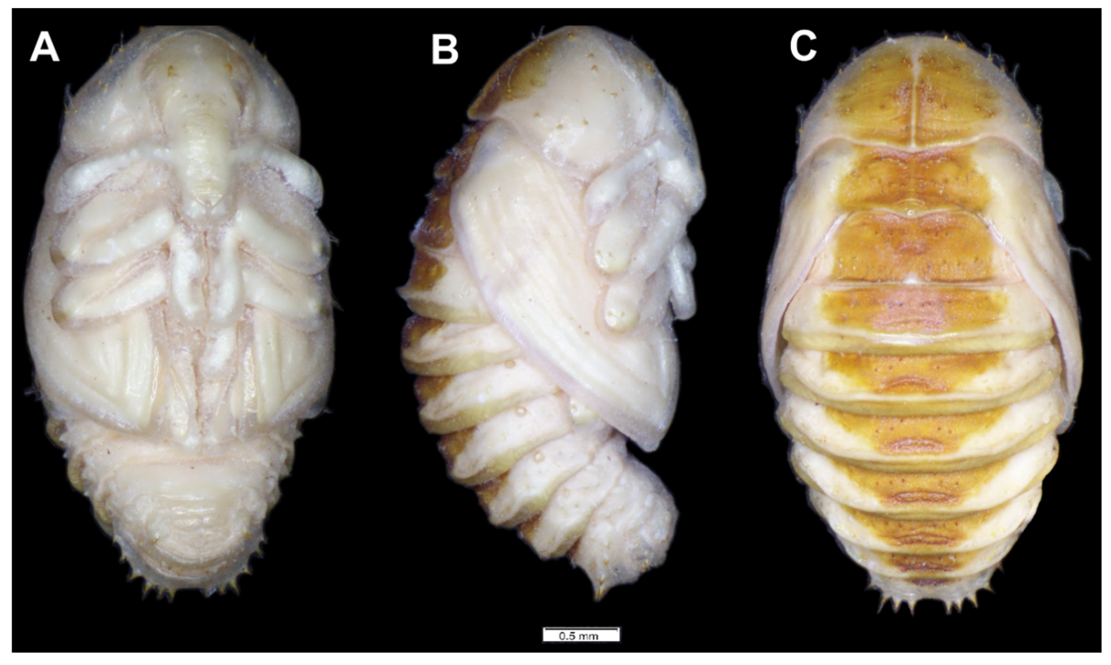 Insects 12 00489 g009 Insects 12 00489 g009