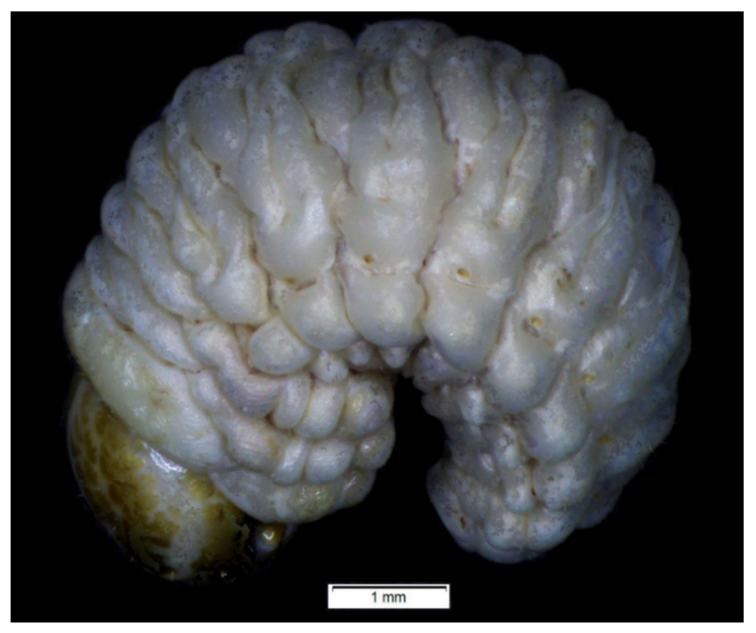 Insects 12 00489 g011 Insects 12 00489 g011