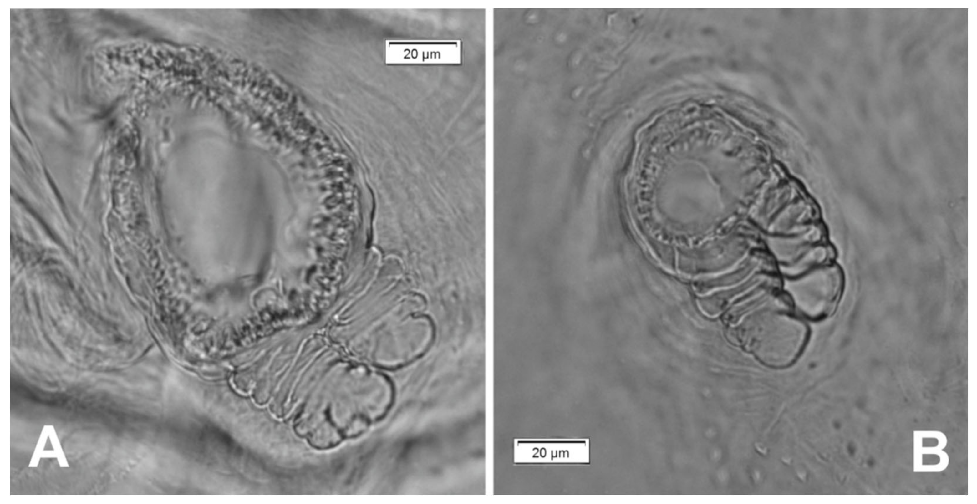 Insects 12 00489 g013 Insects 12 00489 g013