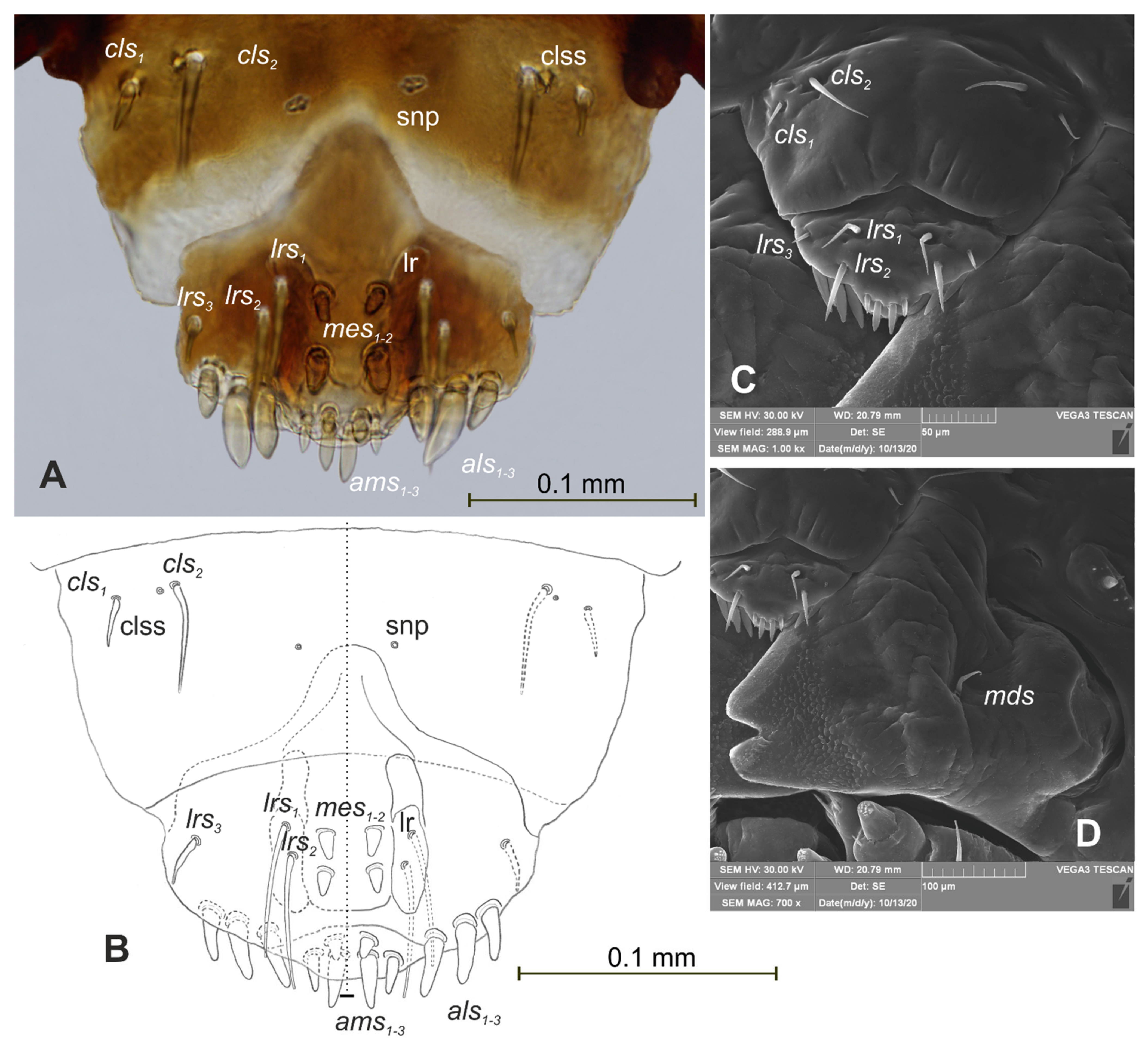 Insects 12 00489 g016 Insects 12 00489 g016