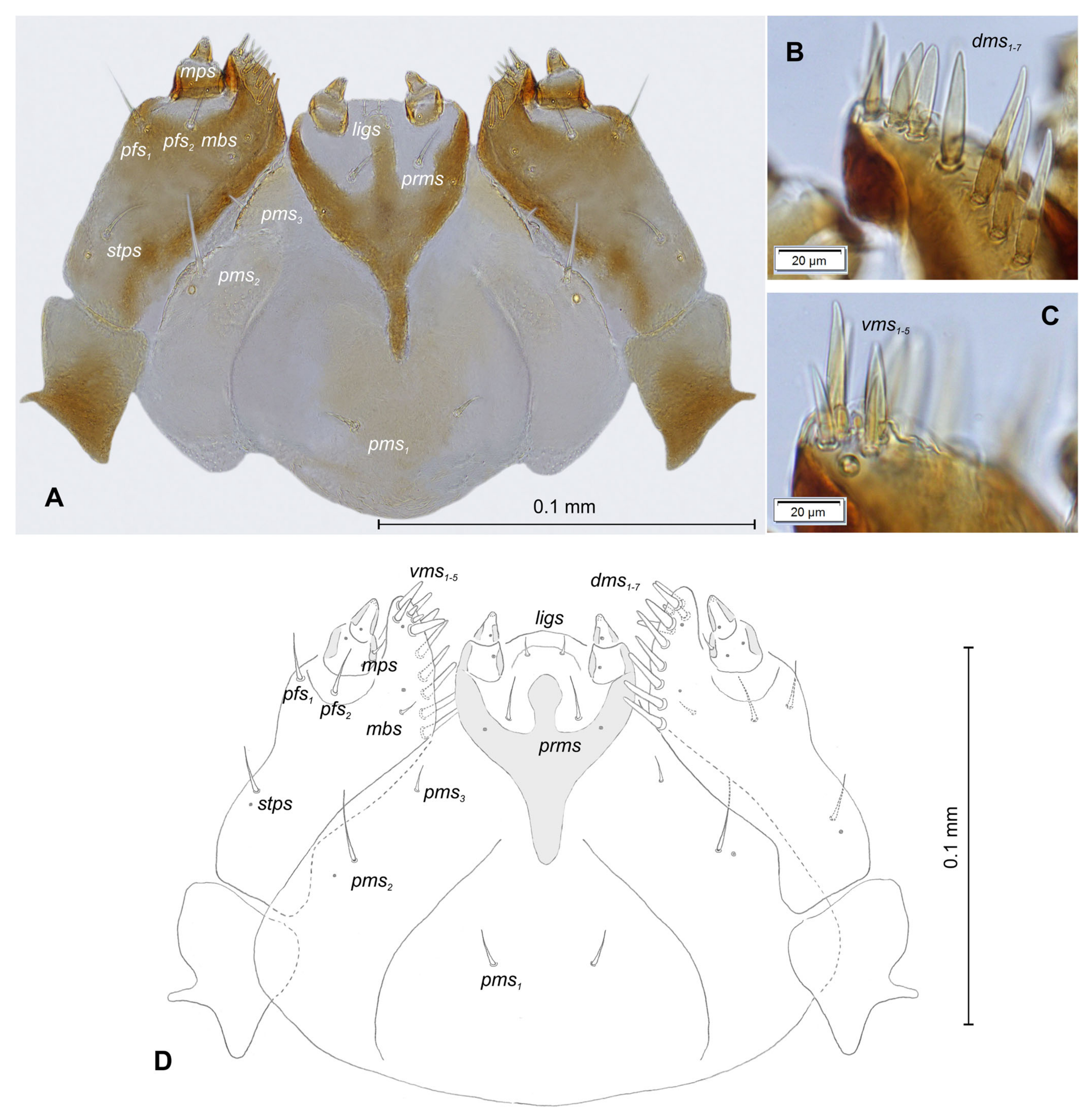 Insects 12 00489 g017 Insects 12 00489 g017