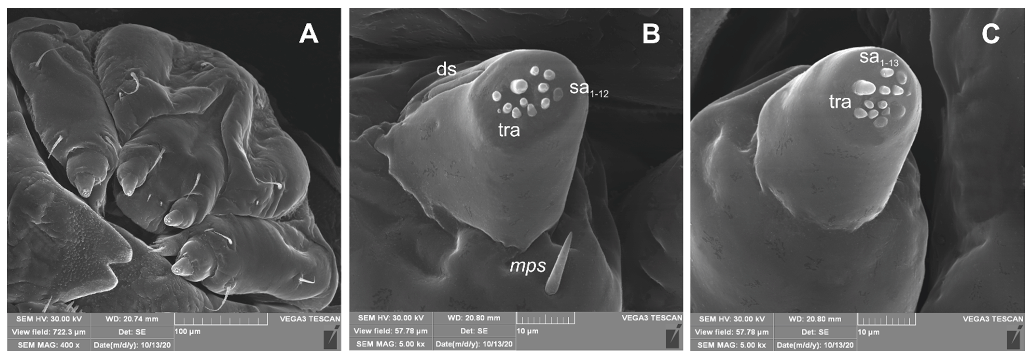 Insects 12 00489 g018 Insects 12 00489 g018