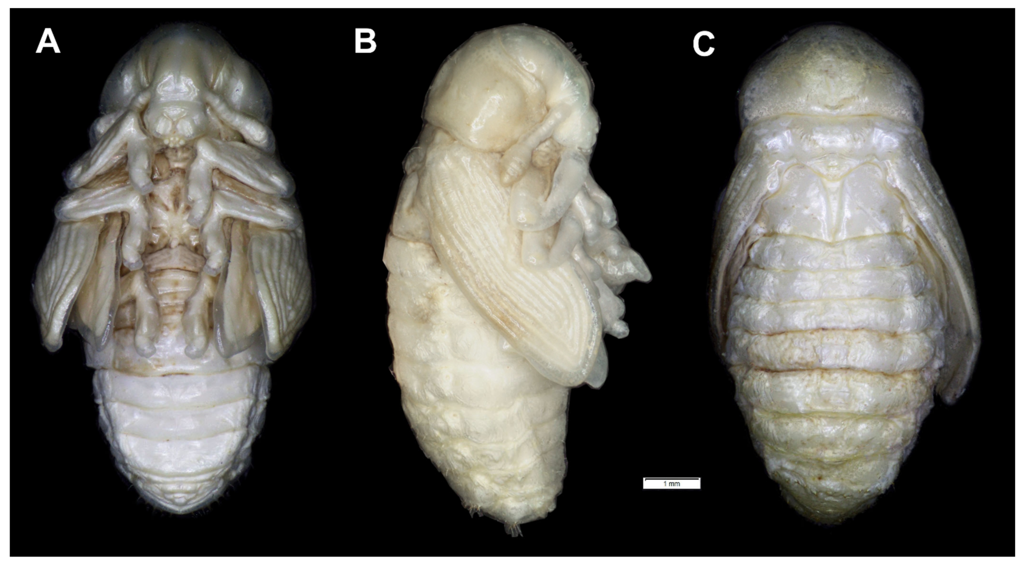 Insects 12 00489 g021 Insects 12 00489 g021