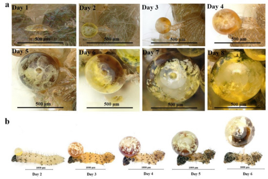 The Biocontrol Agent Pyemotes zhonghuajia Has the Highest