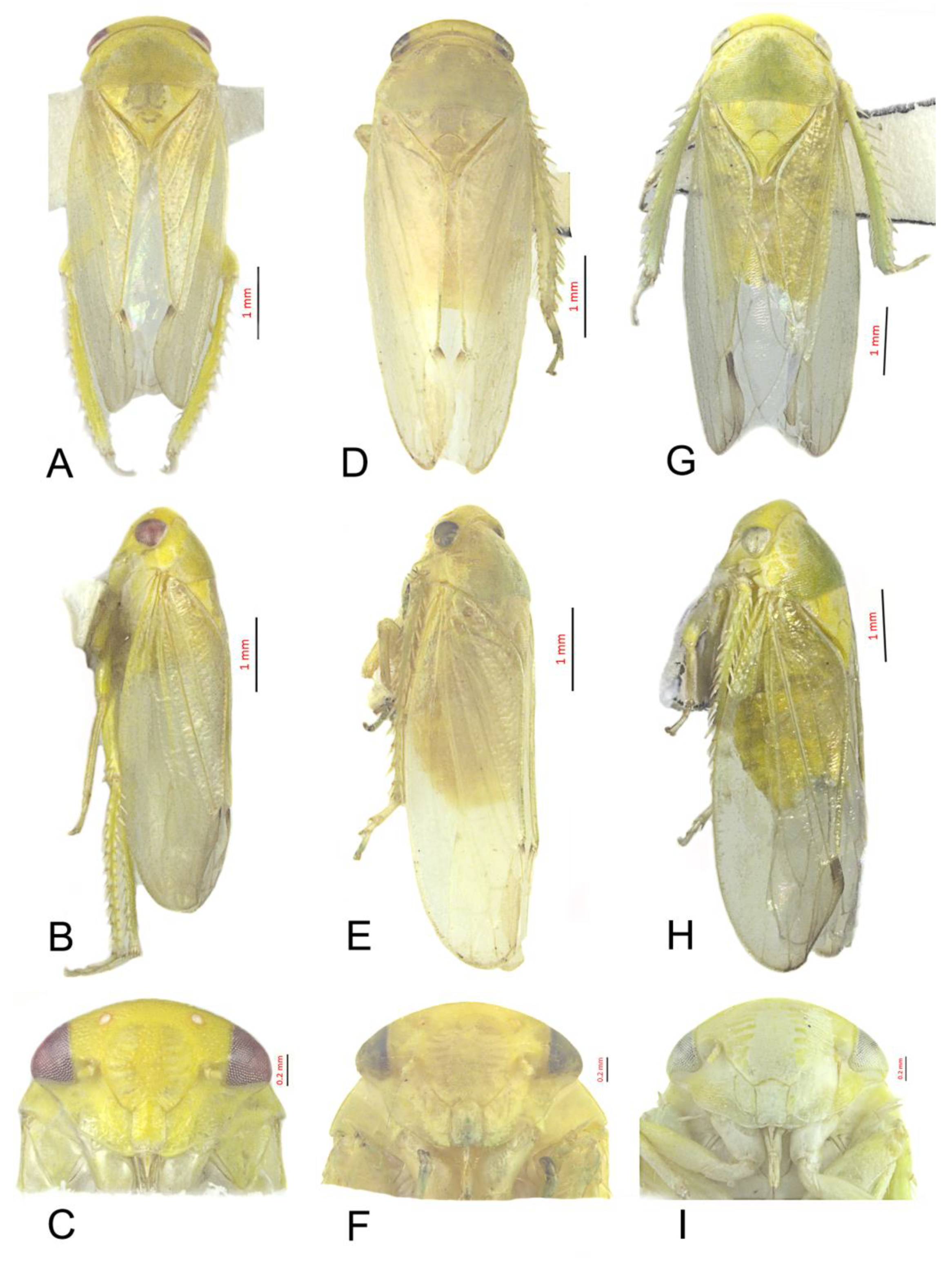 Insects 12 00494 g002 Insects 12 00494 g002