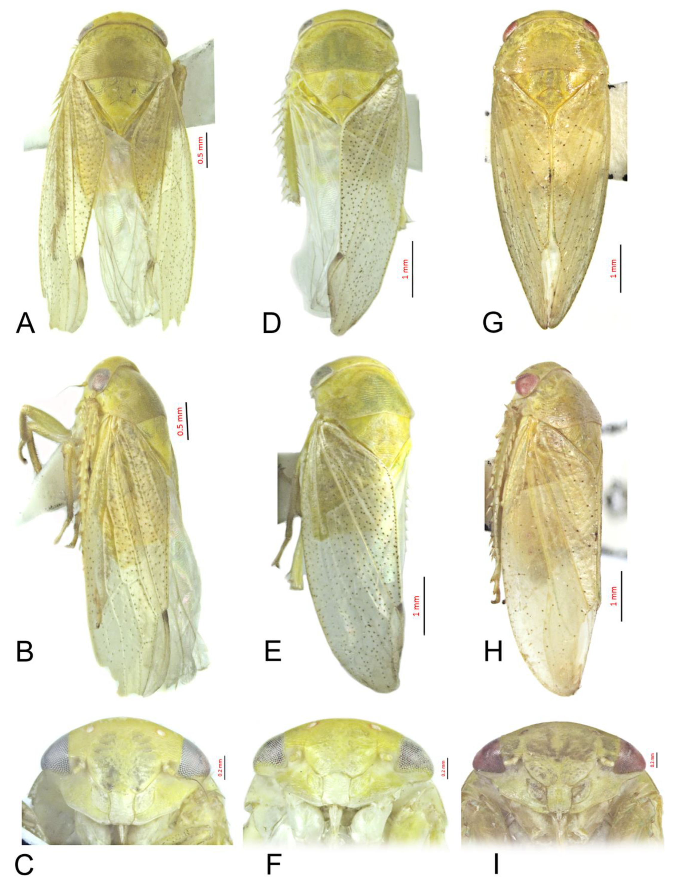 Insects 12 00494 g003 Insects 12 00494 g003