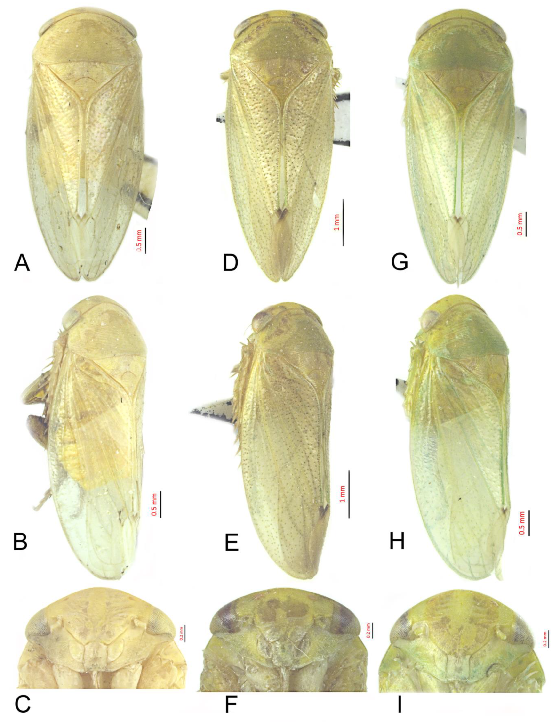 Insects 12 00494 g004 Insects 12 00494 g004