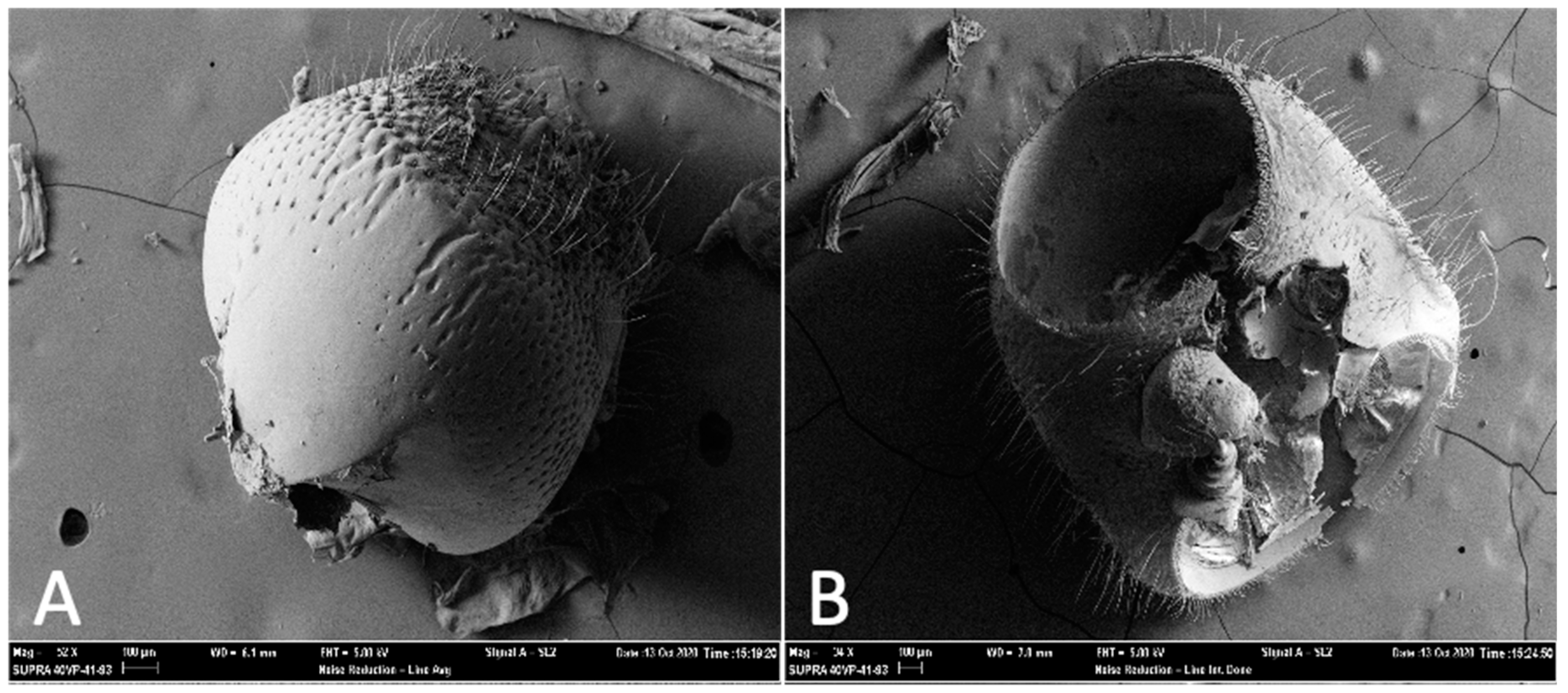 Insects 12 00496 g001 Insects 12 00496 g001