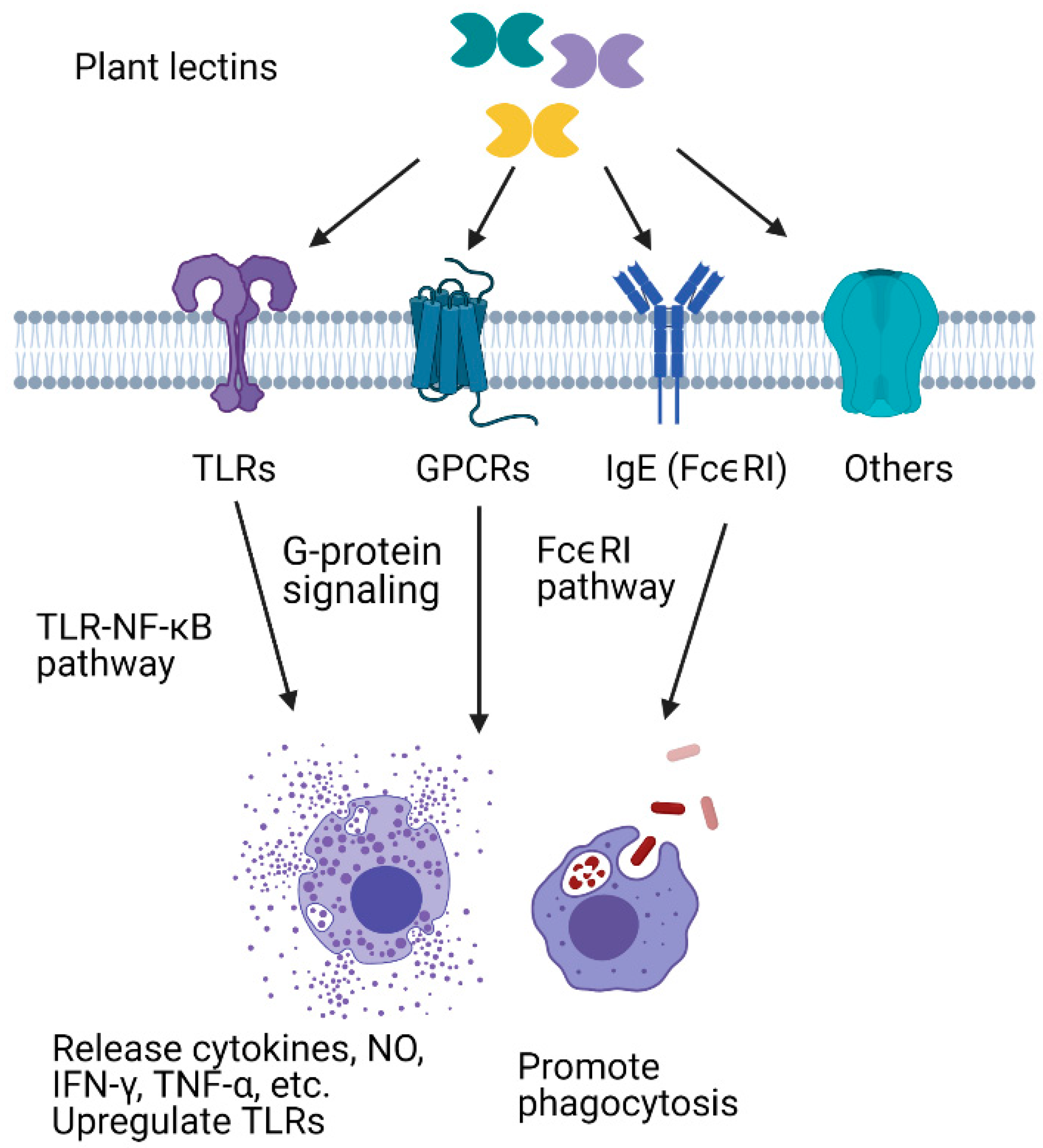 Insects Free Full Text Can Plant Lectins Help To Elucidate Insect Lectin Mediated Immune Response Html