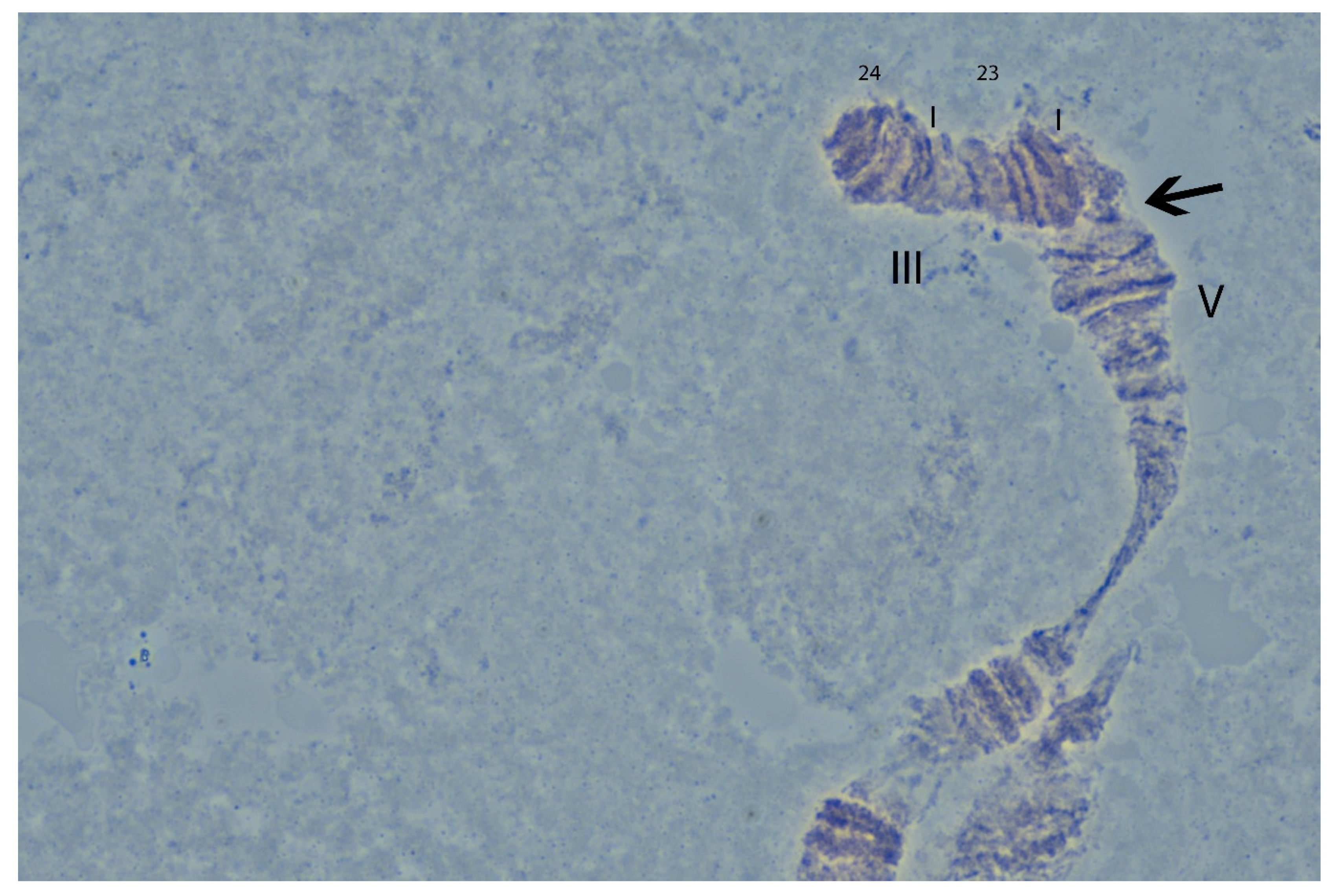 Insects 12 00499 g005