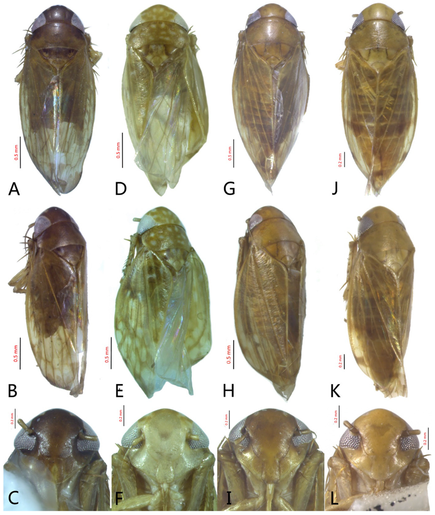 Insects Free Full Text Remarkable Species Diversity Of The Leafhopper Genus Xestocephalus Hemiptera Cicadellidae Aphrodinae In Thailand Html